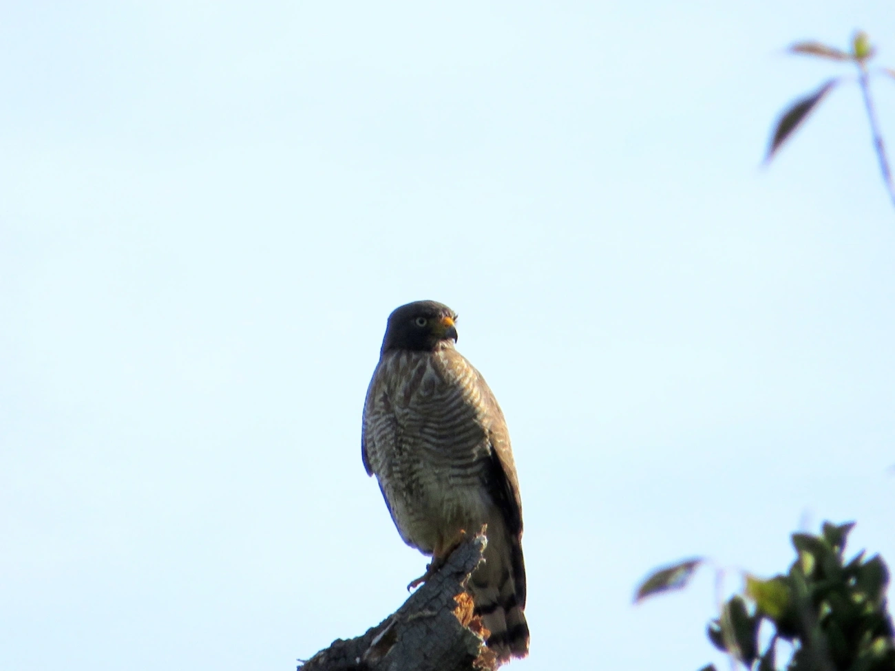 Gavião-carijó (Rupornis magnirostris), aves, fotografado em Maresias, São Sebastião