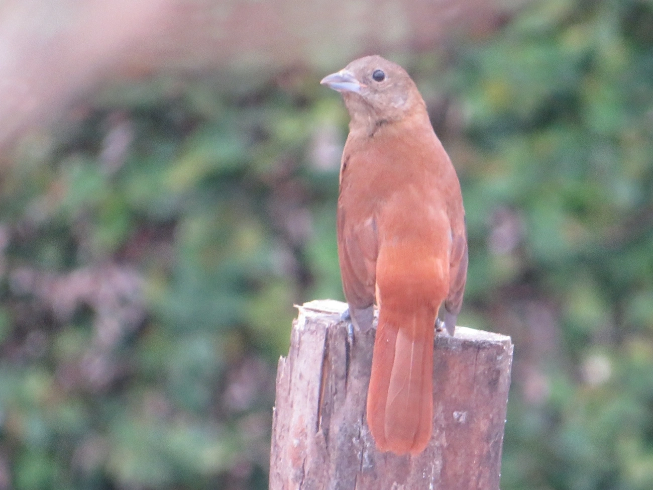 Tiê-preto (Tachyphonus coronatus), aves, fotografado em Maresias, São Sebastião