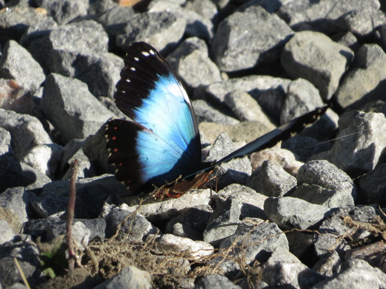Capitão-do-mato (Morpho helenor), insetos, fotografado em Maresias, São Sebastião
