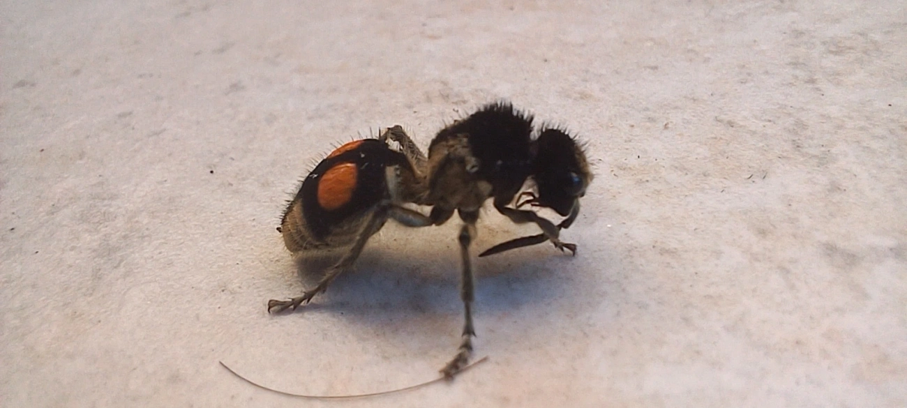 Formiga-feiticeira (Hoplomutilla spinosa), insetos, fotografado em Maresias, São Sebastião