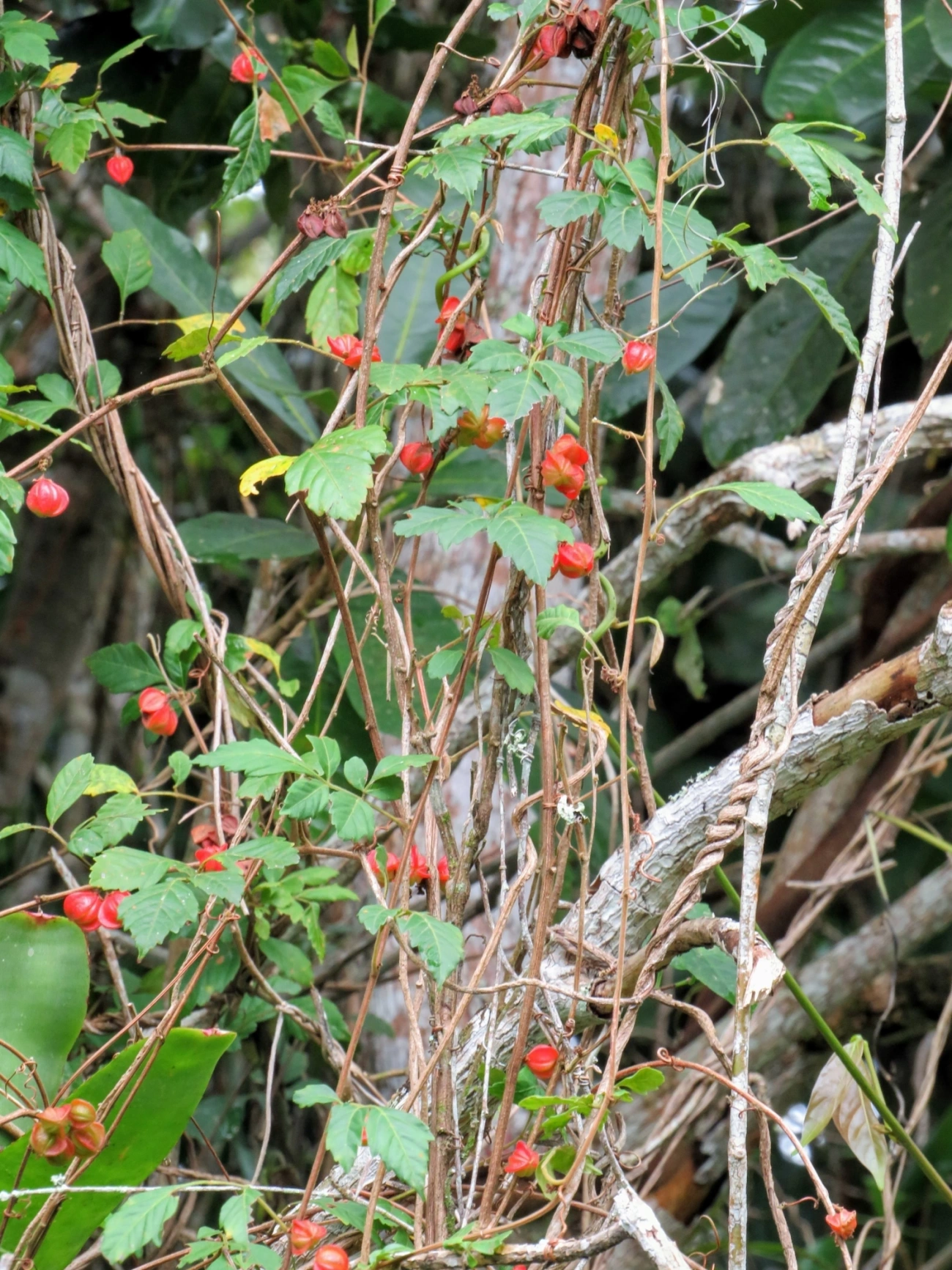 Paullinia, plantas, fotografado em Maresias, São Sebastião