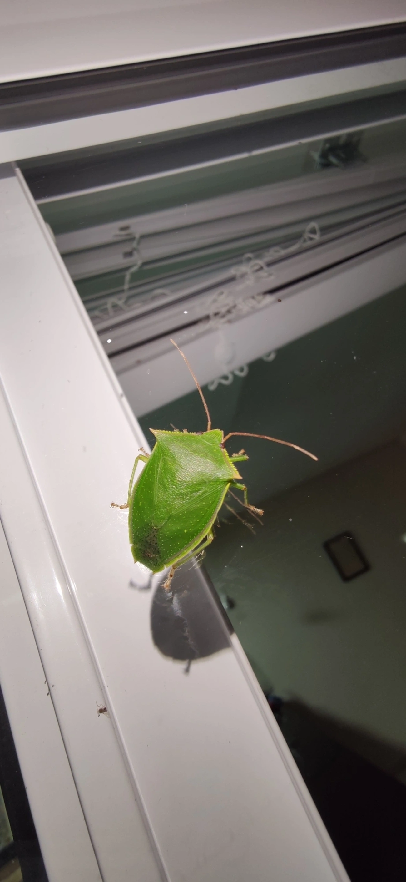 Percevejo-verde (Loxa viridis), insetos, fotografado em Maresias, São Sebastião