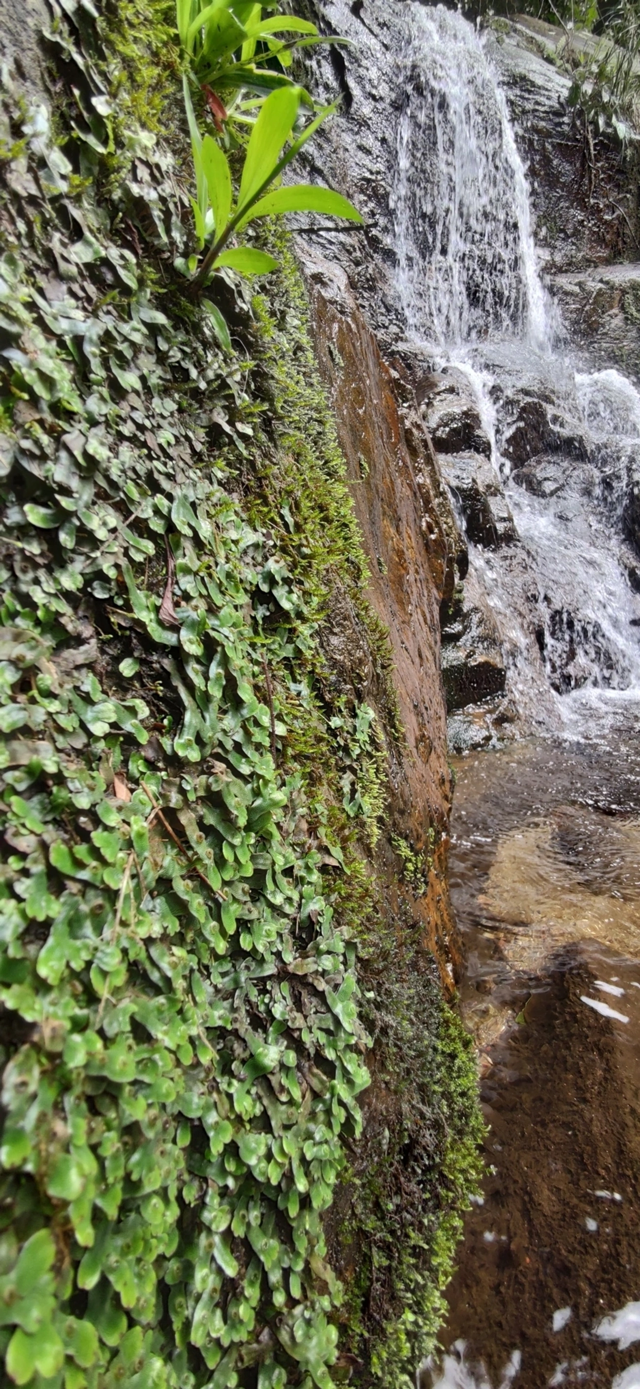 Marcântia (Marchantia polymorpha), plantas, fotografado em Maresias, São Sebastião