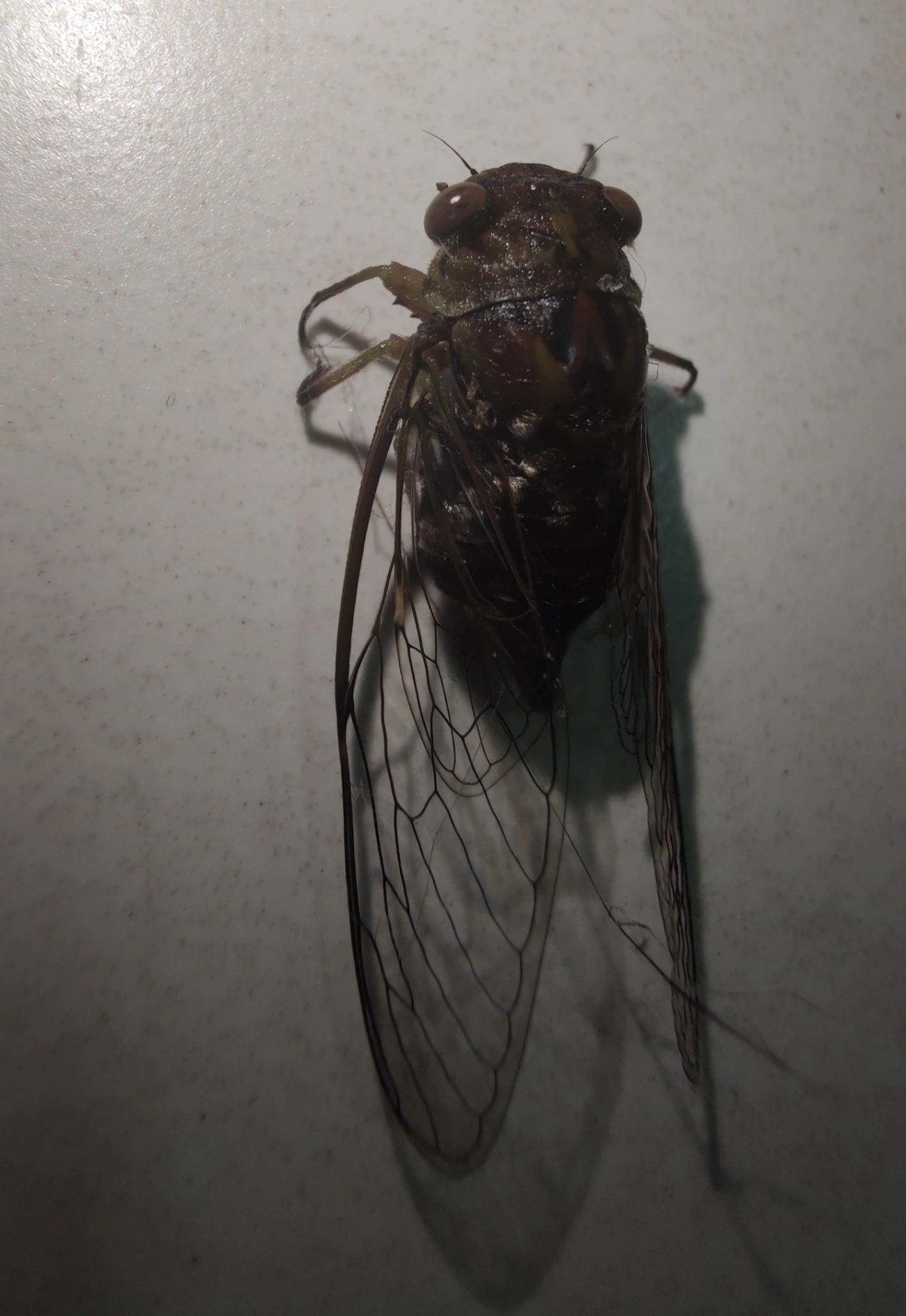 Cigarras (Cicadoidea), insetos, fotografado em Maresias, São Sebastião