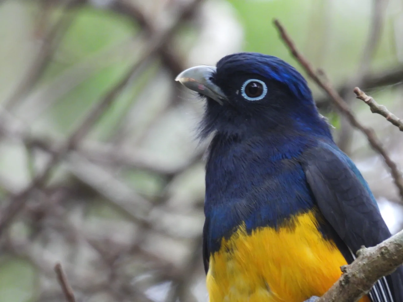 Surucuá-de-barriga-amarela (Trogon viridis), aves, fotografado em Maresias, São Sebastião