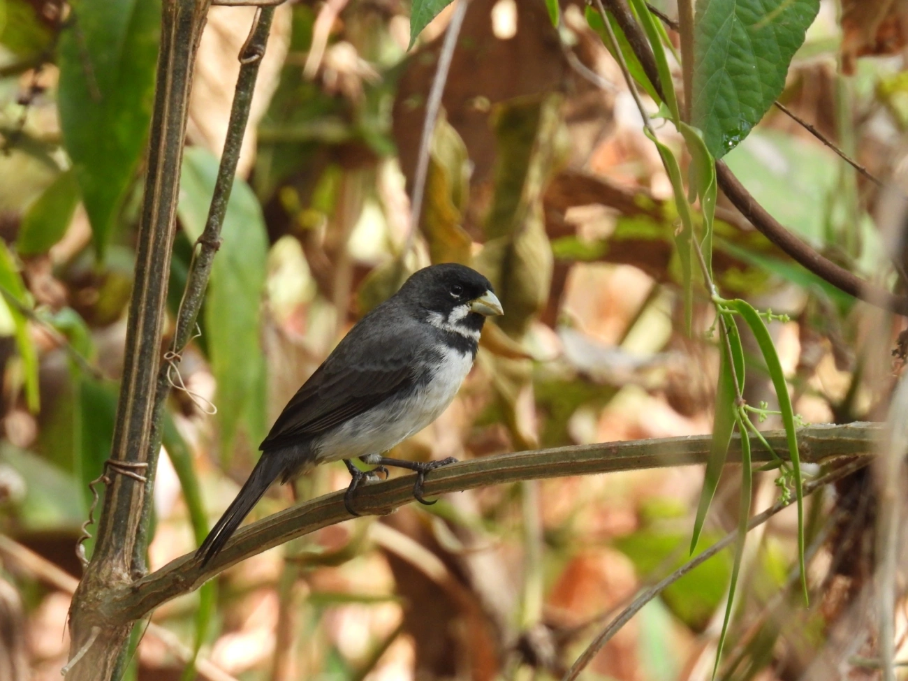 Coleirinho (Sporophila caerulescens), aves, fotografado em Itamonte