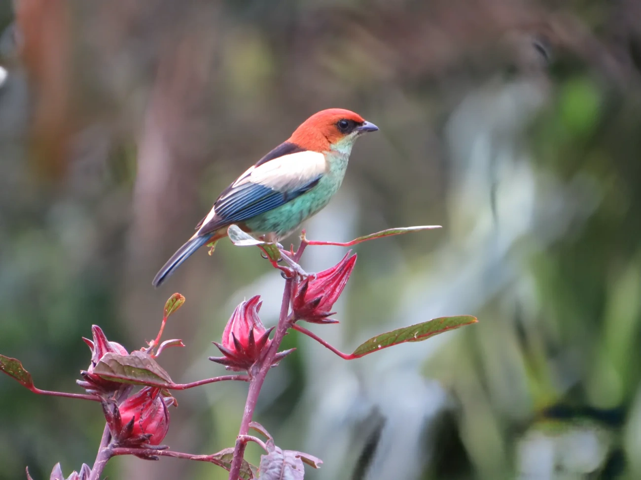 Saíra-sapucaia (Stilpnia peruviana), aves, fotografado em São Paulo