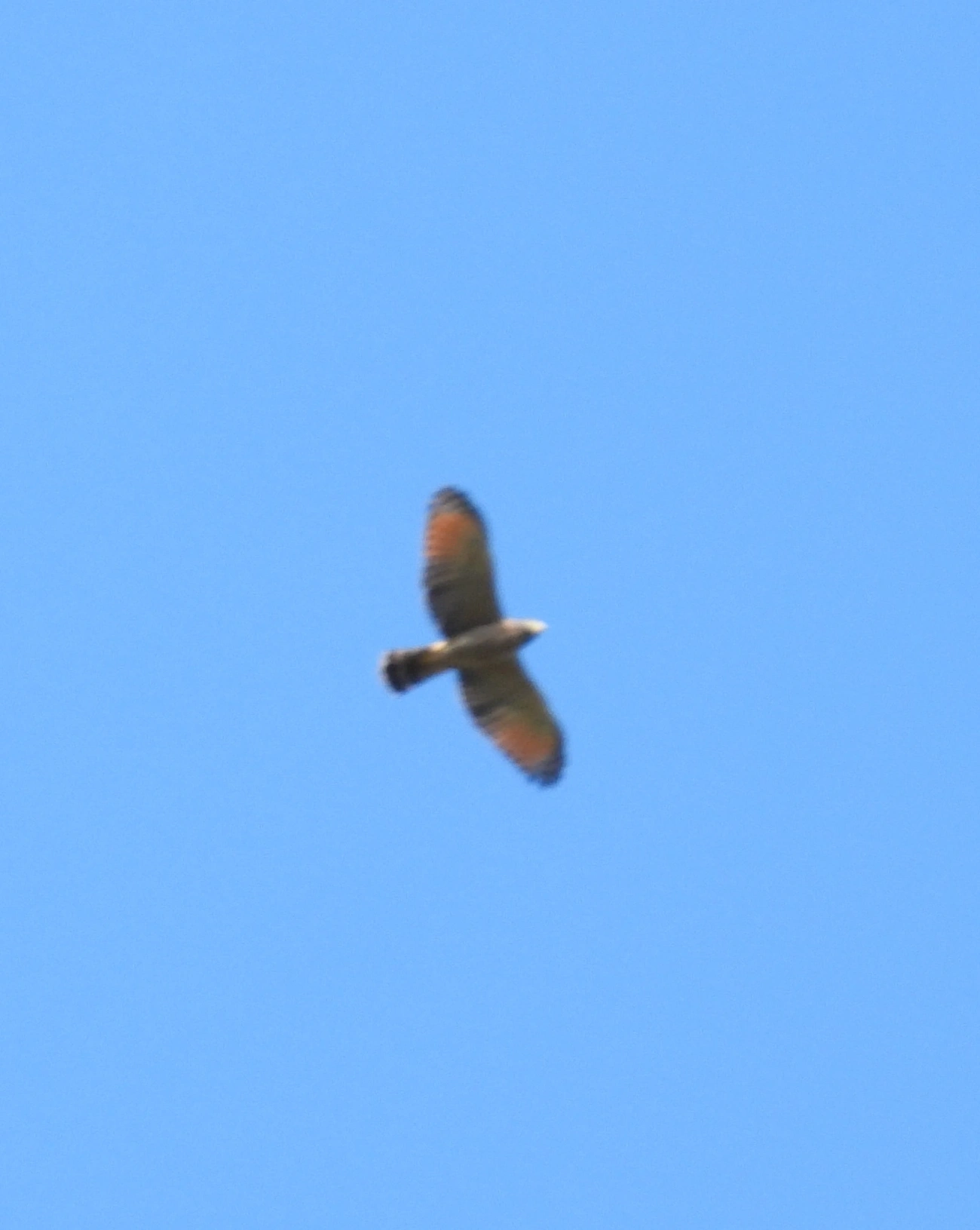 Gavião-carijó (Rupornis magnirostris), aves, fotografado em Eng. Passos, Resende