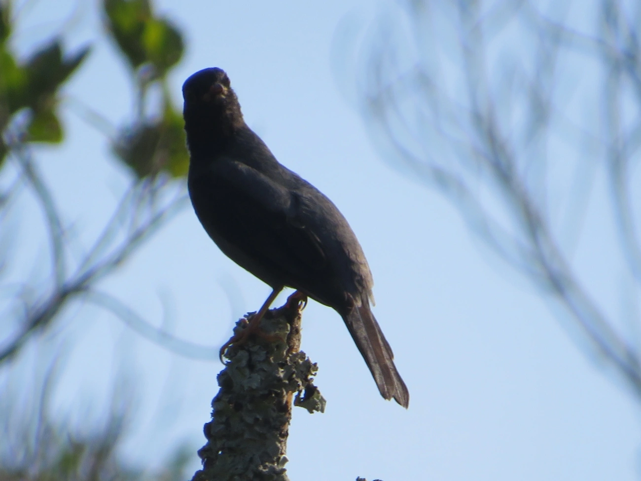Sabiá-una (Turdus flavipes), aves, fotografado em Maresias, São Sebastião