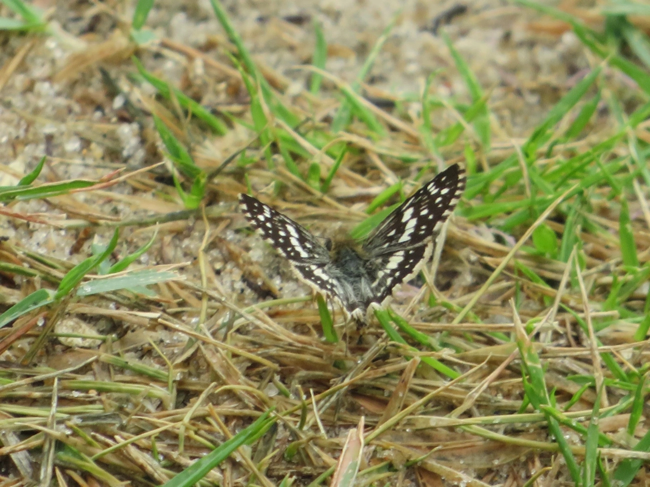 Xadrezinho (Burnsius orcynoides), insetos, fotografado em Maresias, São Sebastião
