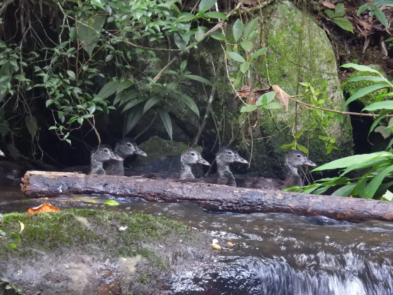 Pato-do-mato (Cairina moschata), aves, fotografado em Cabreúva