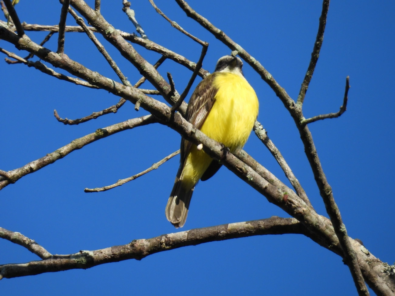 Bentevizinho-de-penacho-vermelho (Myiozetetes similis), aves, fotografado em Maresias, São Sebastião