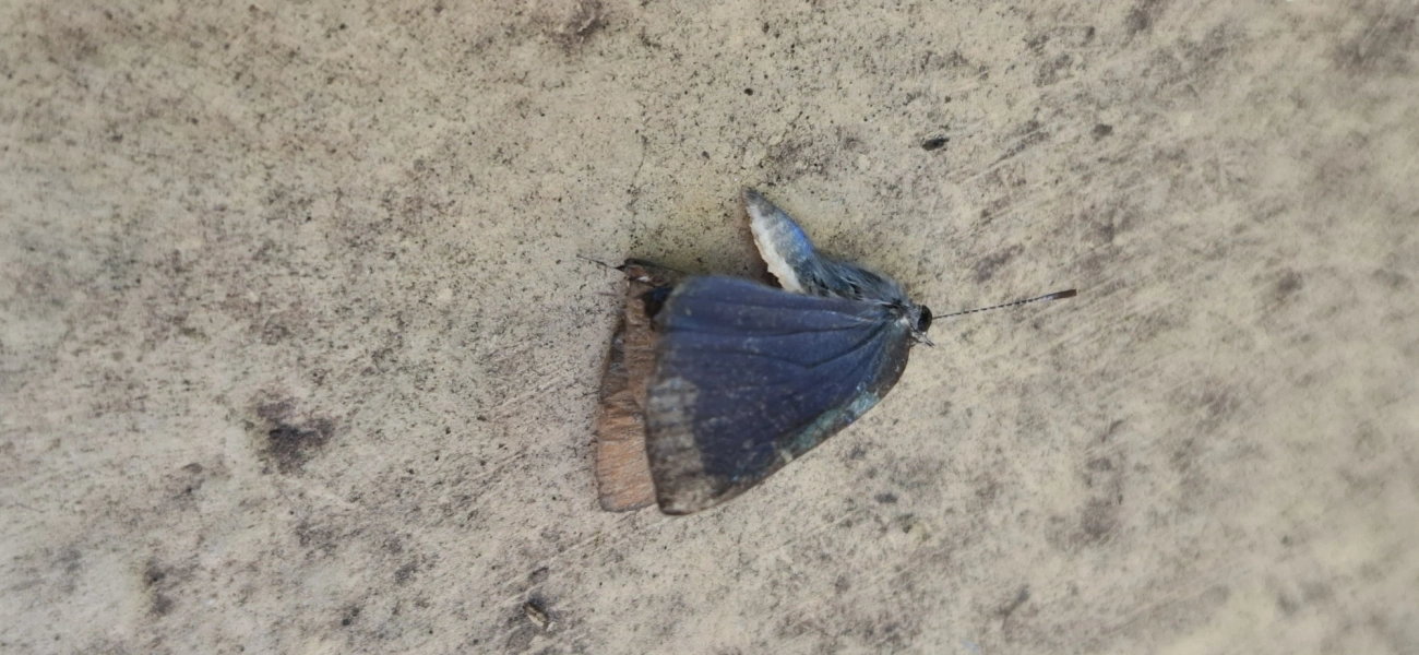 Cyanophrys, insetos, fotografado em Ilhabela