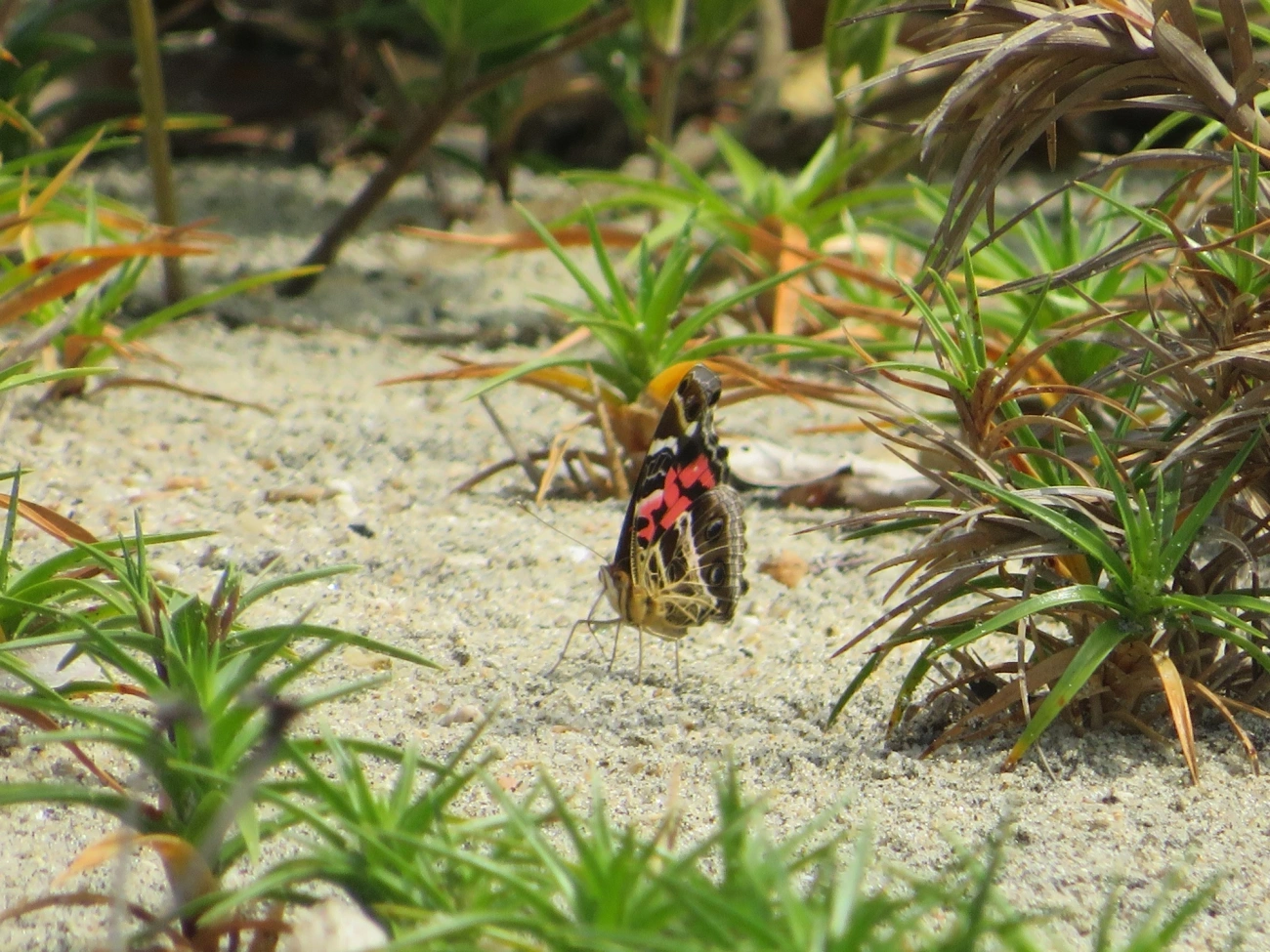 Dama-bandeada (Vanessa myrinna), insetos, fotografado em Mocóca