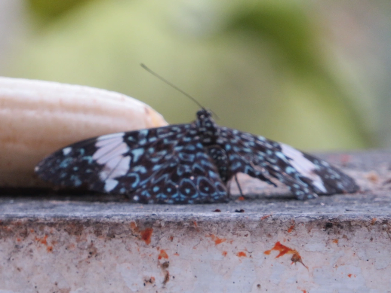 Assenta-pau (Hamadryas amphinome), insetos, fotografado em Maresias, São Sebastião