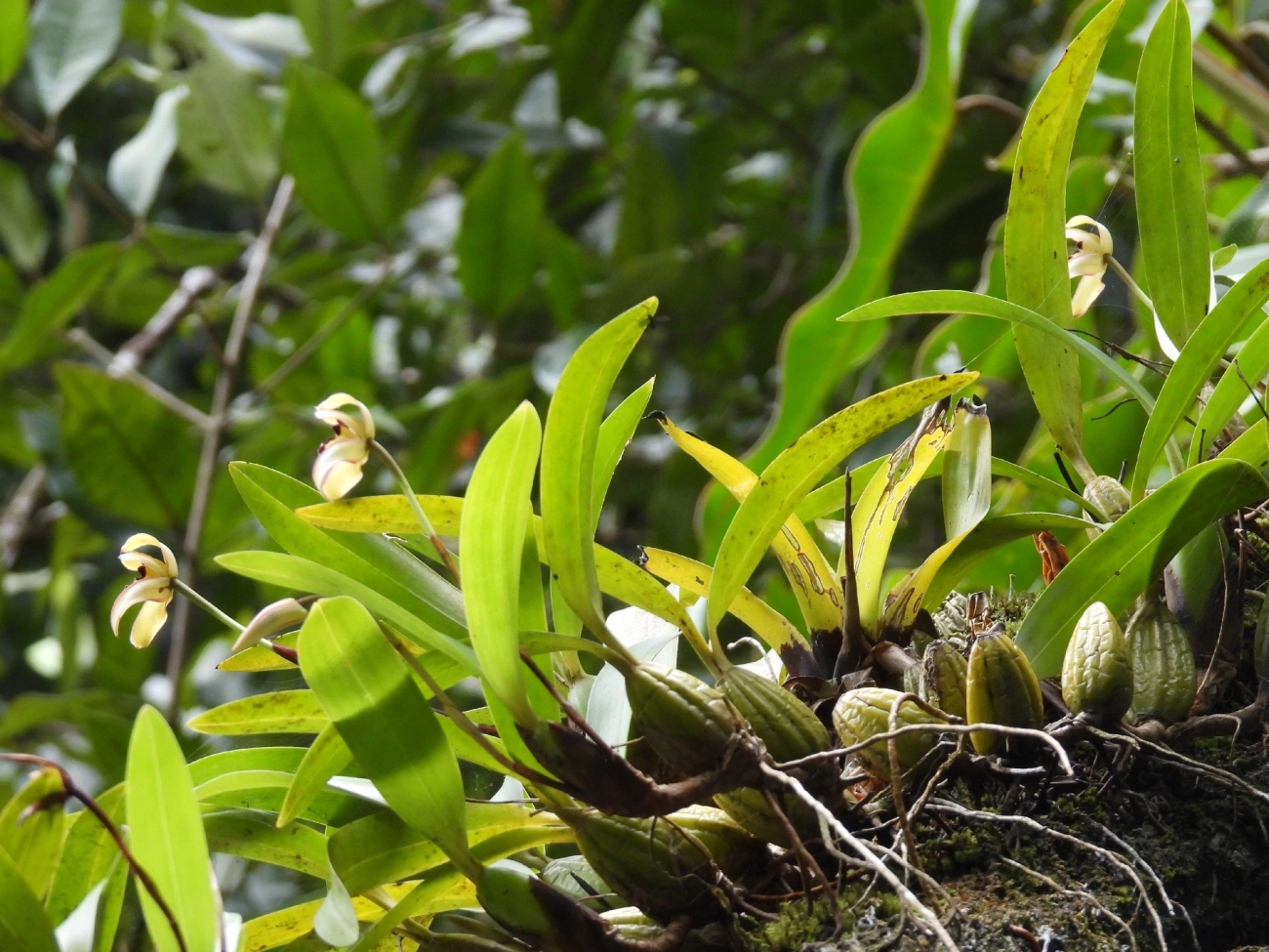 Maxilária (Maxillaria marginata), plantas, fotografado em Maresias, São Sebastião