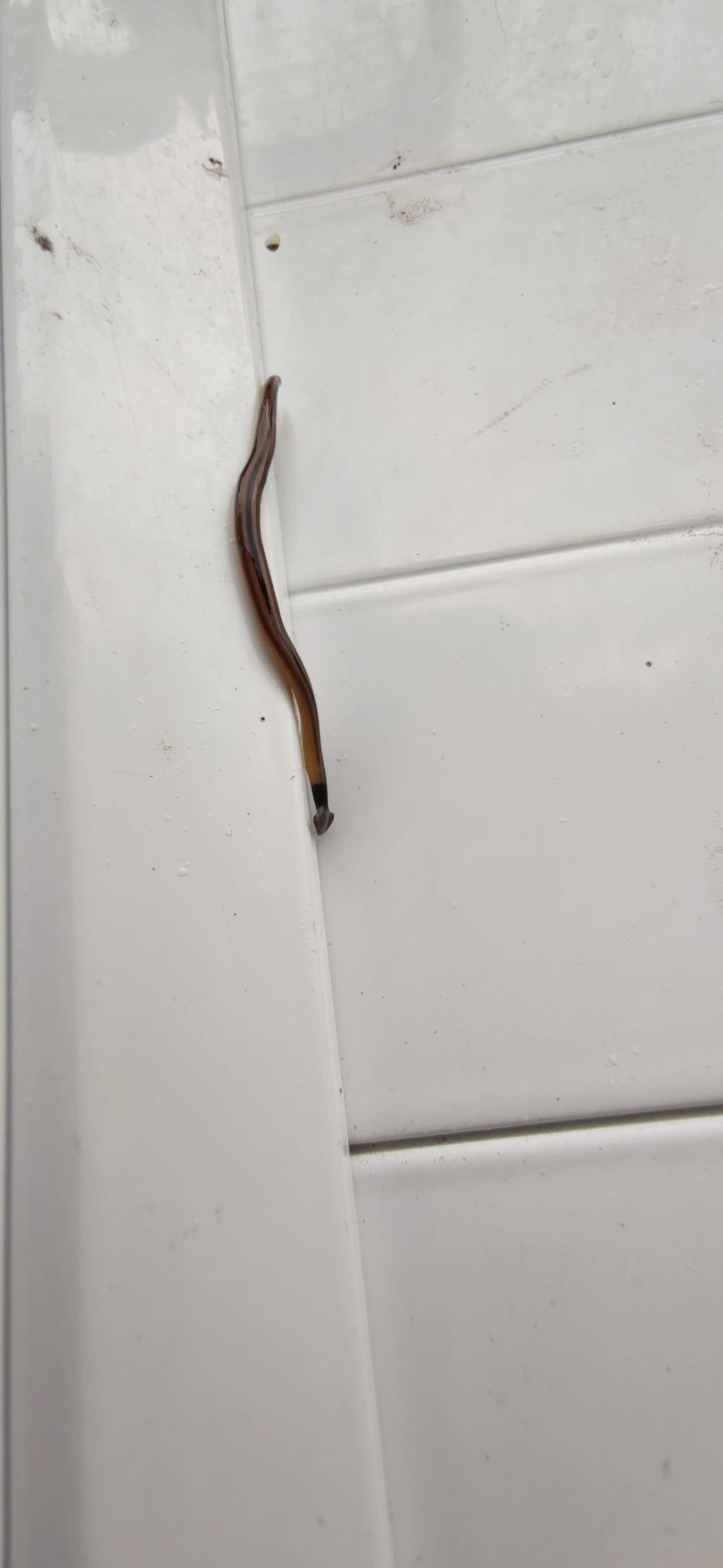 Planária-cabeça-de-martelo (Bipalium vagum), outros, fotografado em Maresias, São Sebastião
