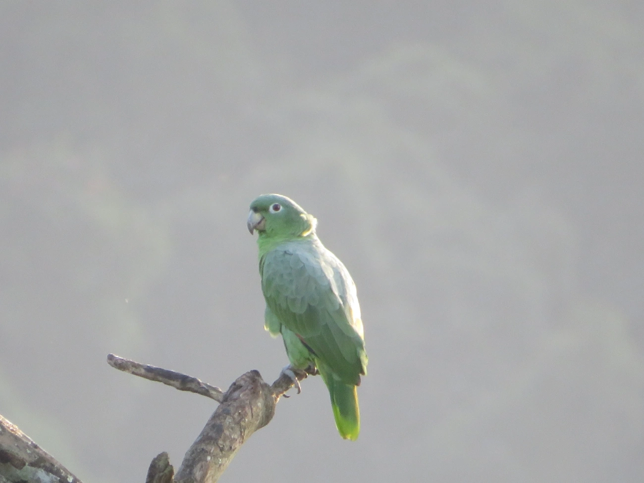 Papagaio-moleiro (Amazona farinosa), aves, fotografado em São Paulo