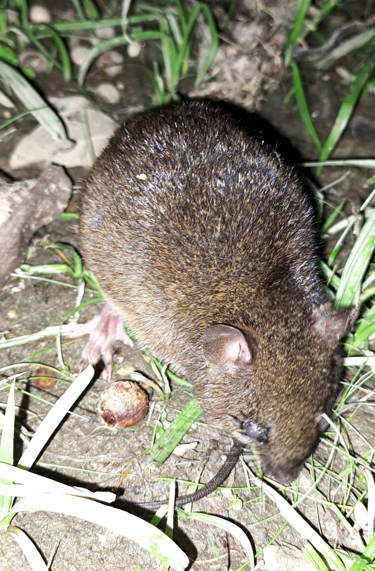 Rato-d’água (Nectomys squamipes), mamíferos, fotografado em Maresias, São Sebastião