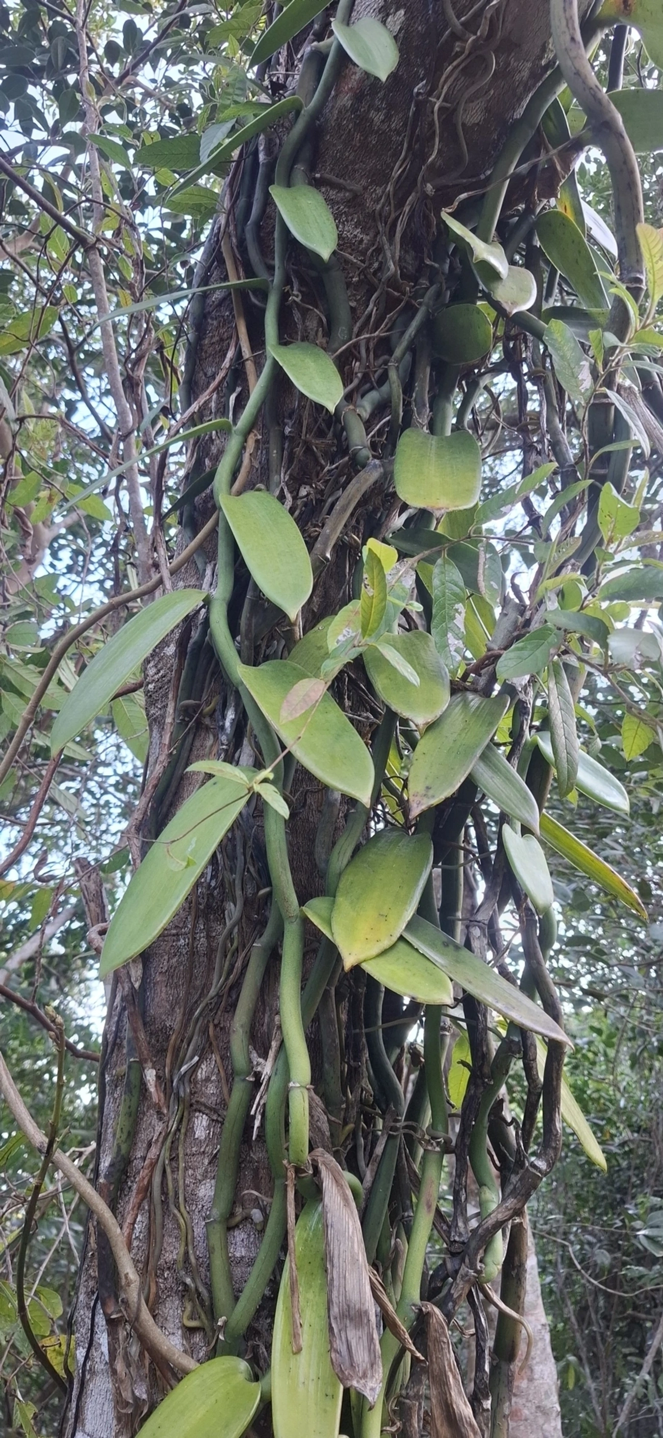 Baunilha-do-tabuleiro (Vanilla phaeantha), plantas, fotografado em São Sebastião