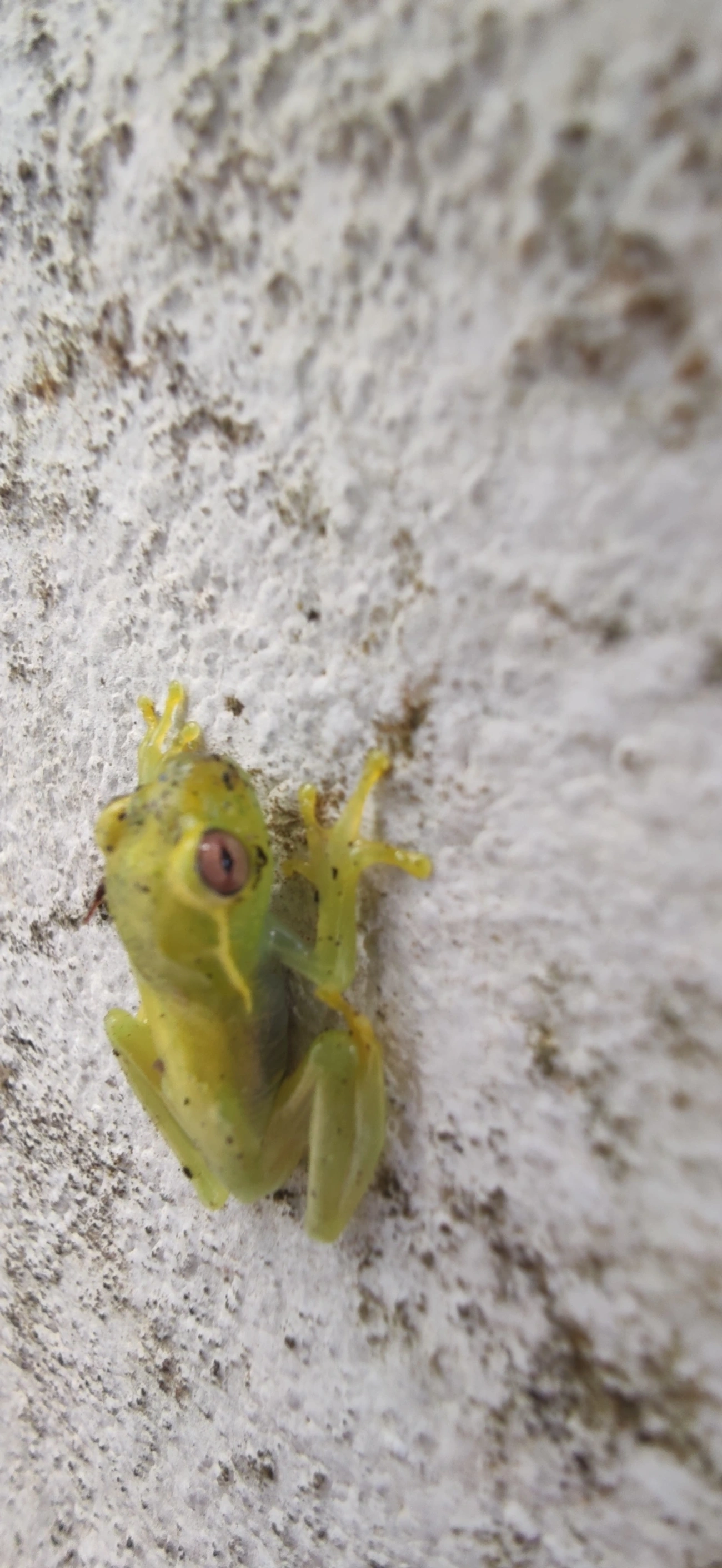 Perereca-araponga (Boana albomarginata), anfíbios, fotografado em Maresias, São Sebastião