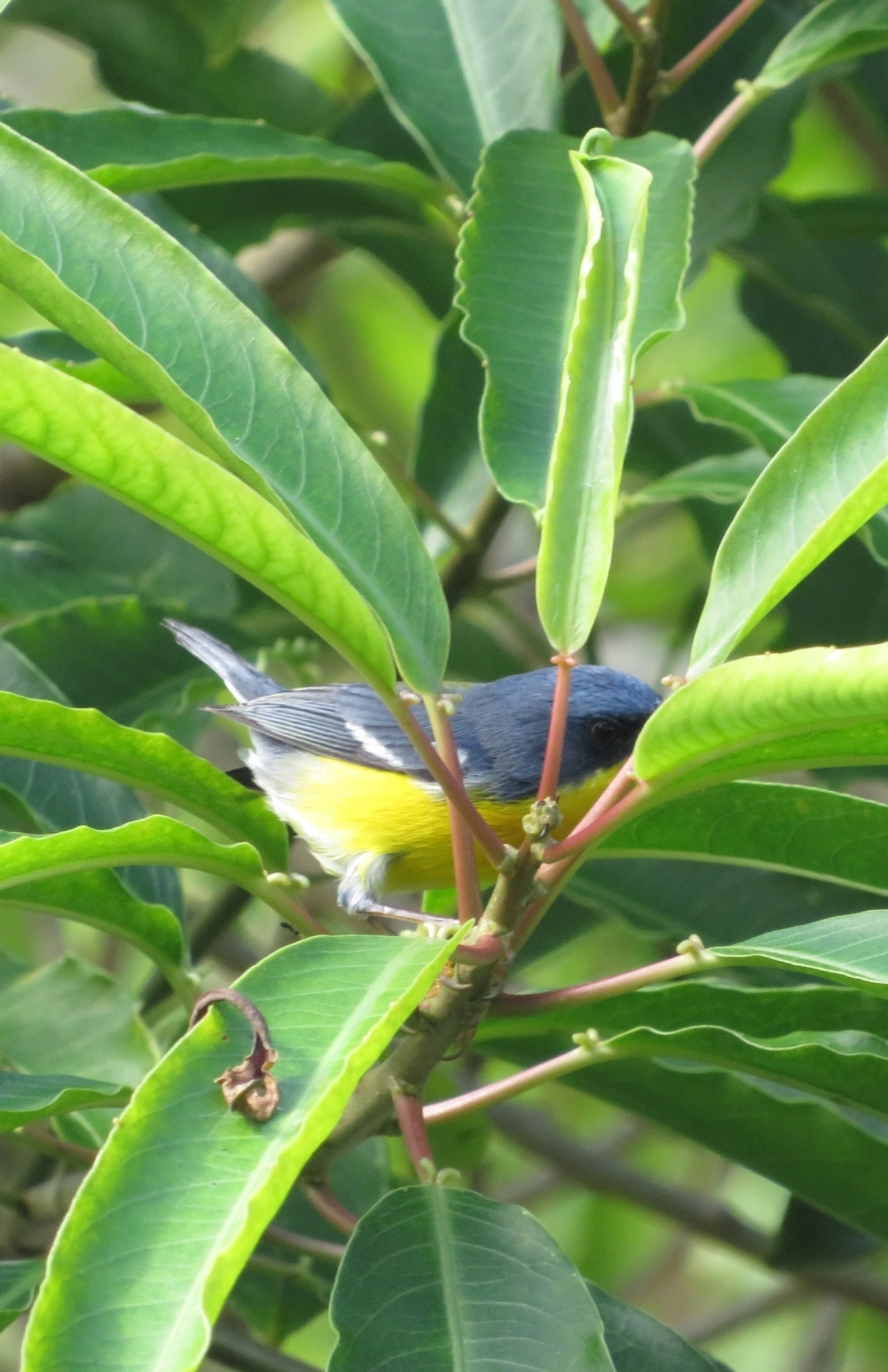 Mariquita (Setophaga pitiayumi), aves, fotografado em Maresias, São Sebastião