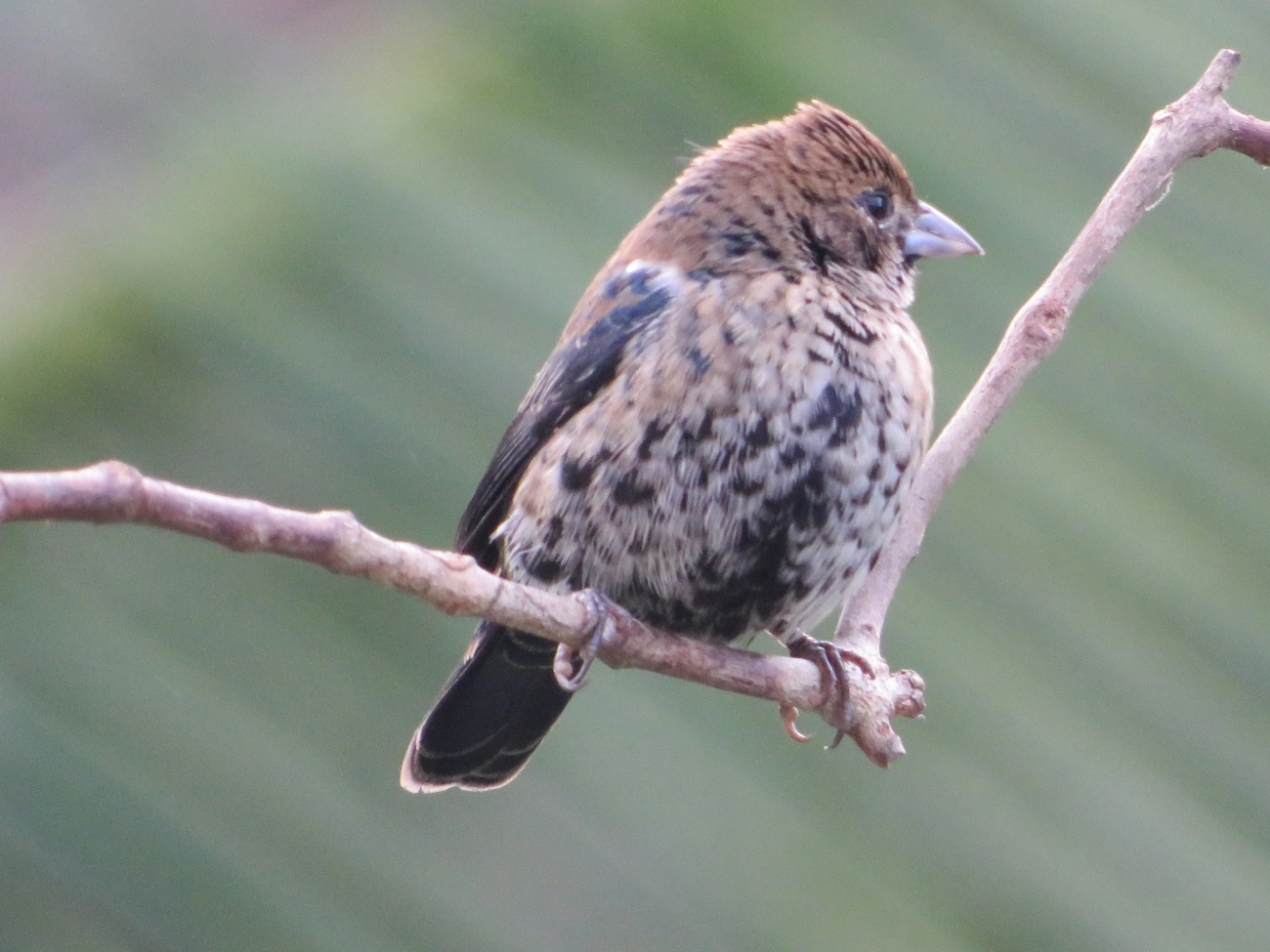 Tiziu (Volatinia jacarina), aves, fotografado em Maresias, São Sebastião