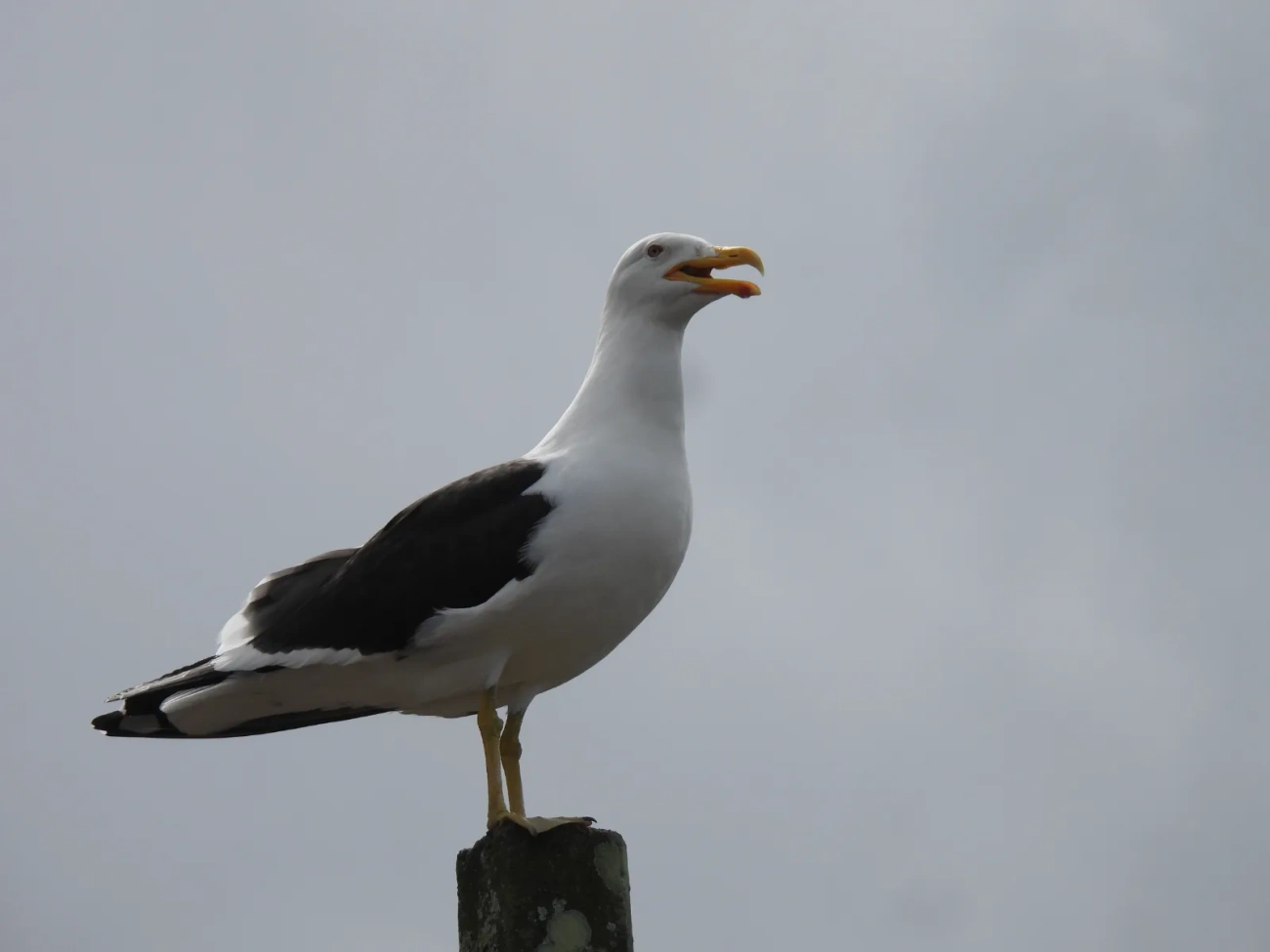 Gaivotão (Larus dominicanus), aves, fotografado em Maresias, São Sebastião