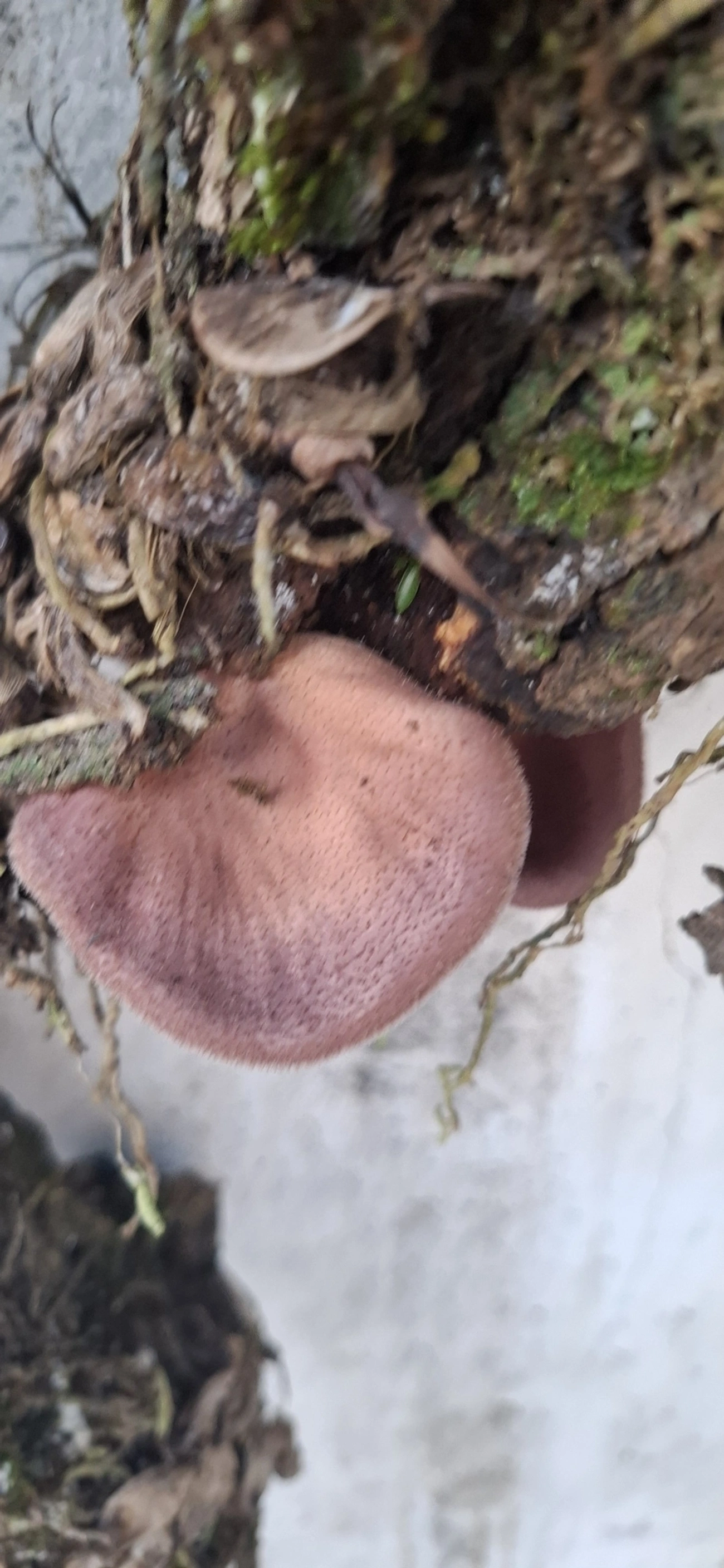Panus strigellus, fungos, fotografado em Maresias, São Sebastião
