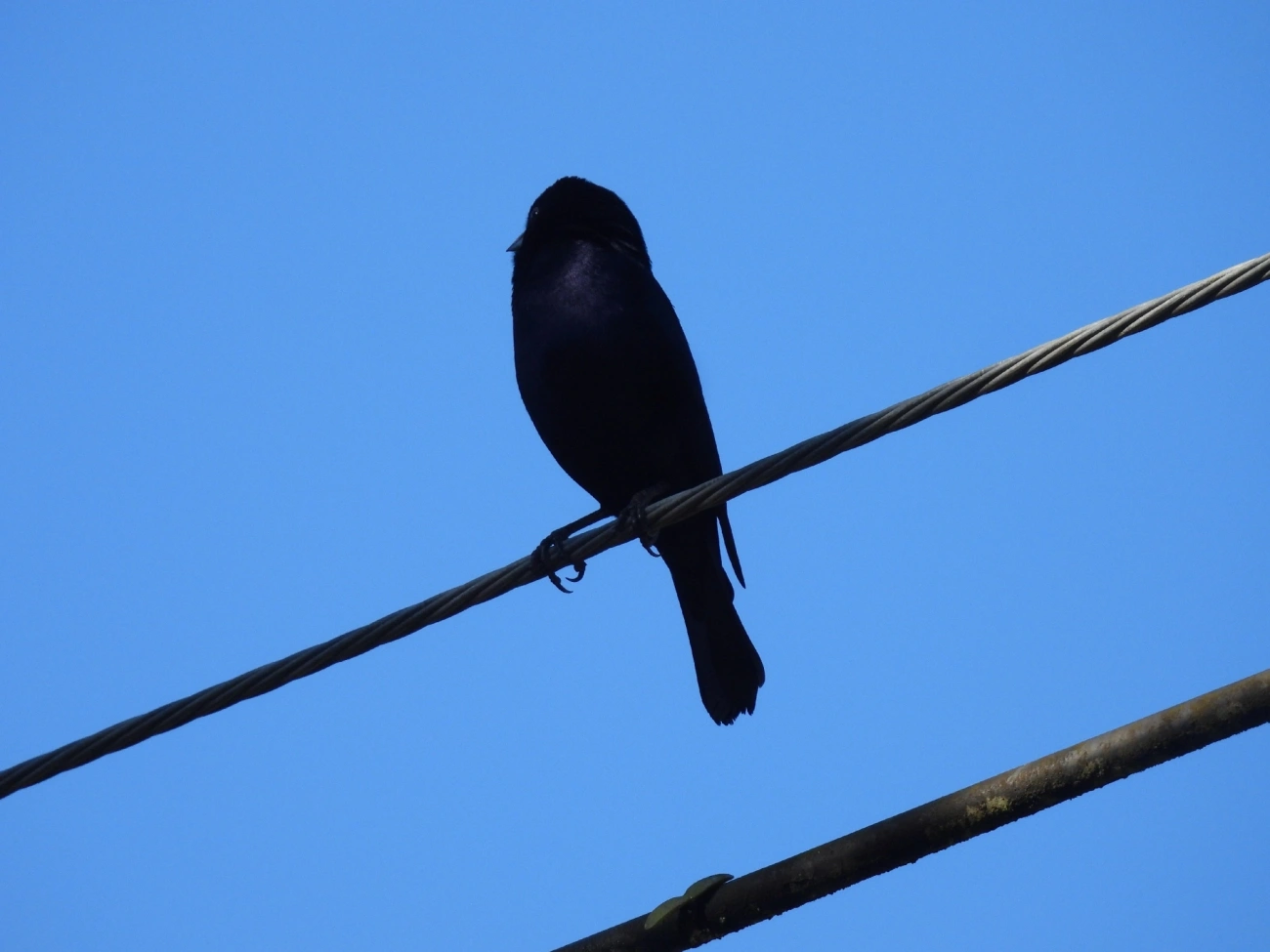 Chupim (Molothrus bonariensis), aves, fotografado em Pedra Selada