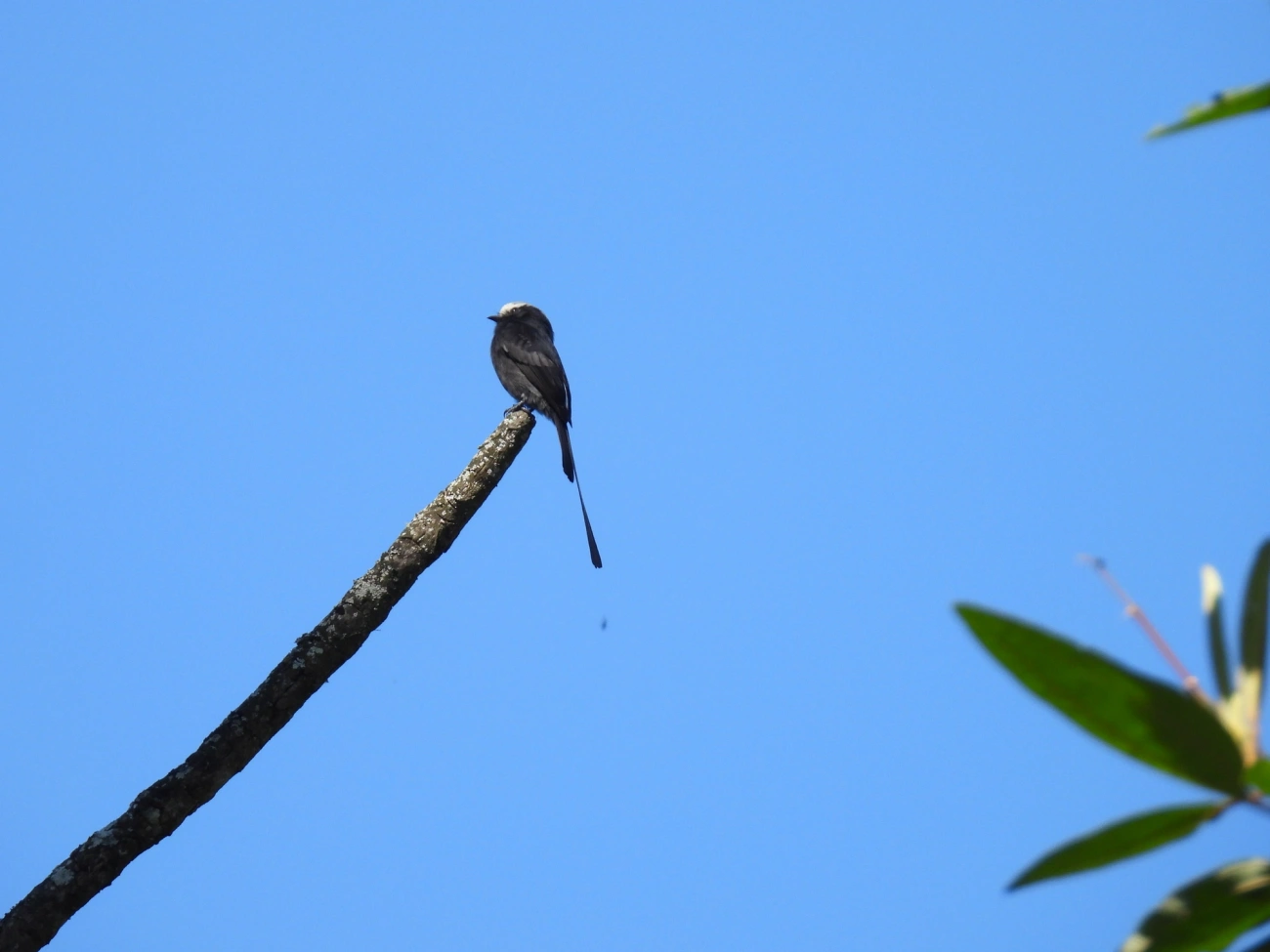 Viuvinha (Colonia colonus), aves, fotografado em Jambeiro, Itatiaia