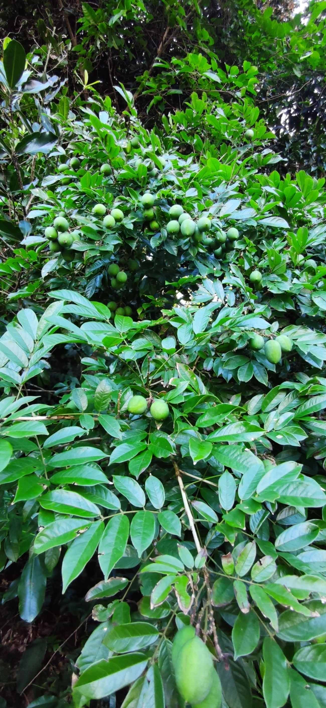 Plantas (Plantae), plantas, fotografado em Caraguatatuba