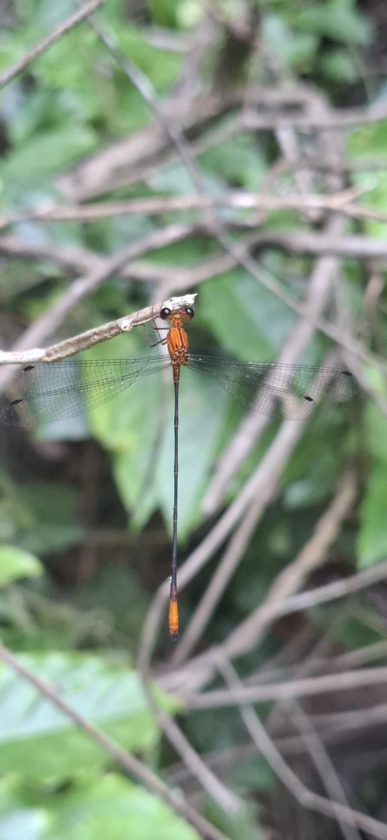 Heteragrion, insetos, fotografado em Maresias, São Sebastião