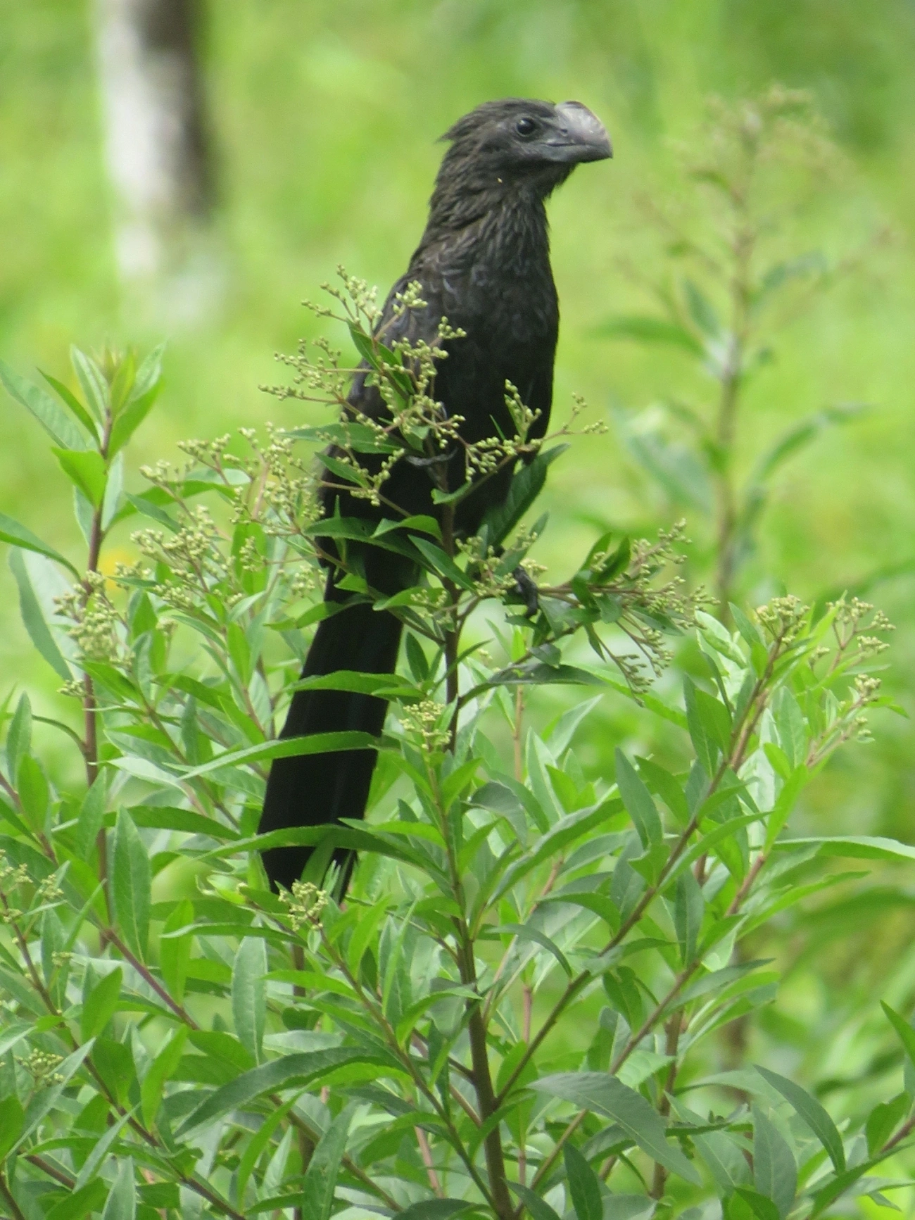 Anu-preto (Crotophaga ani), aves, fotografado em Maresias, São Sebastião