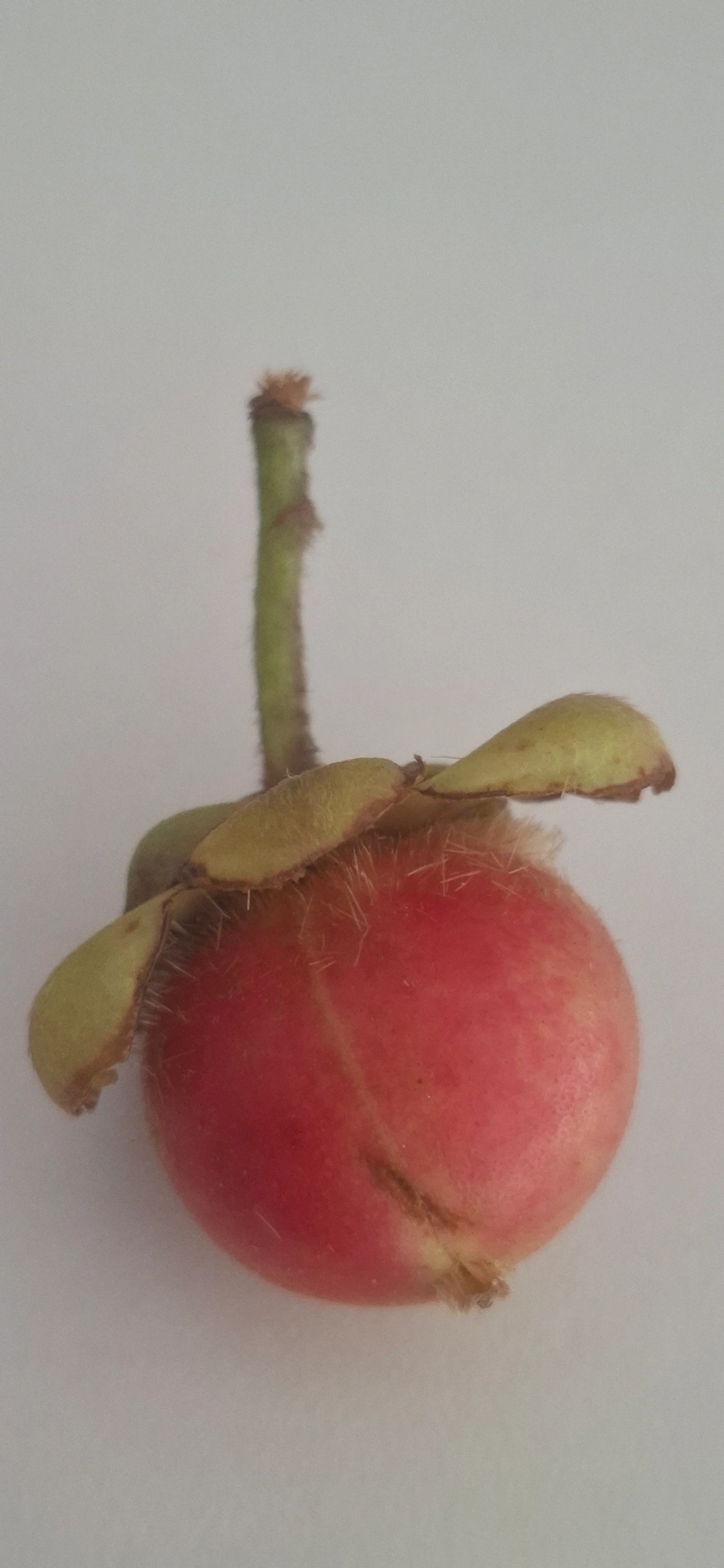 Doliocarpus, plantas, fotografado em Maresias, São Sebastião