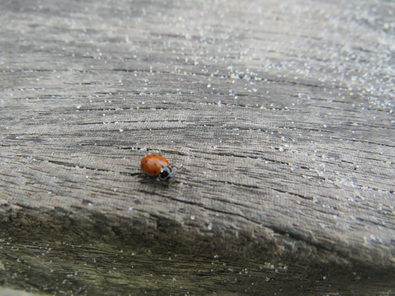 Joaninha-convergente (Hippodamia convergens), insetos, fotografado em Maresias, São Sebastião
