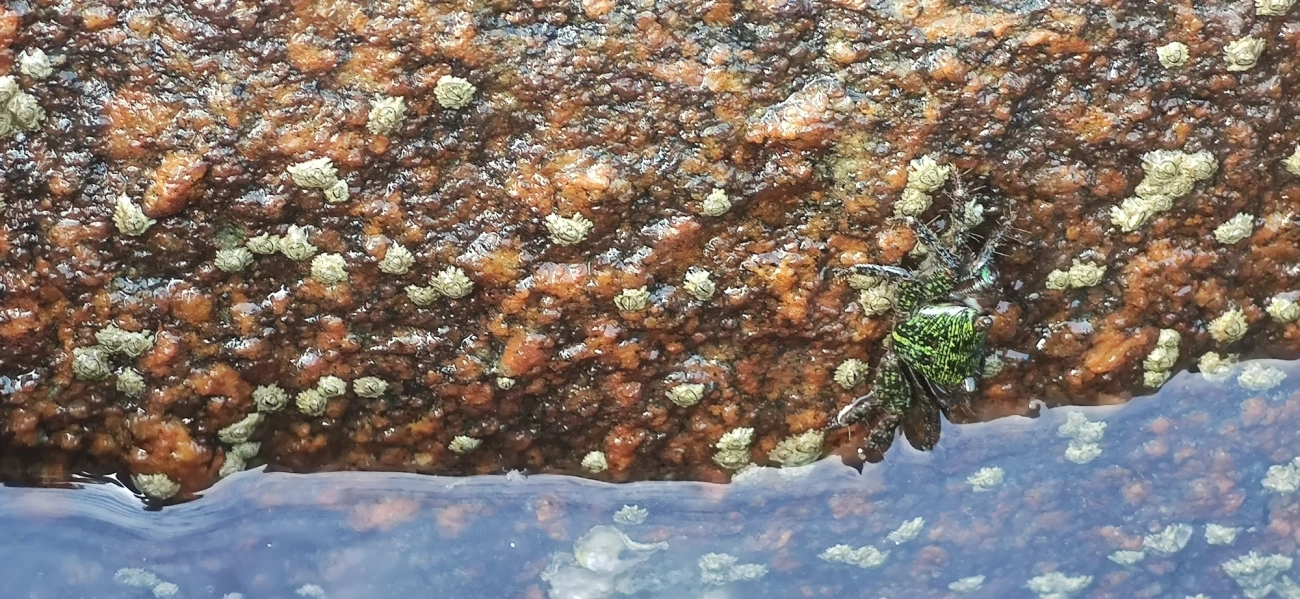 Caranguejo-verde (Pachygrapsus transversus), crustáceos, fotografado em Maresias, São Sebastião