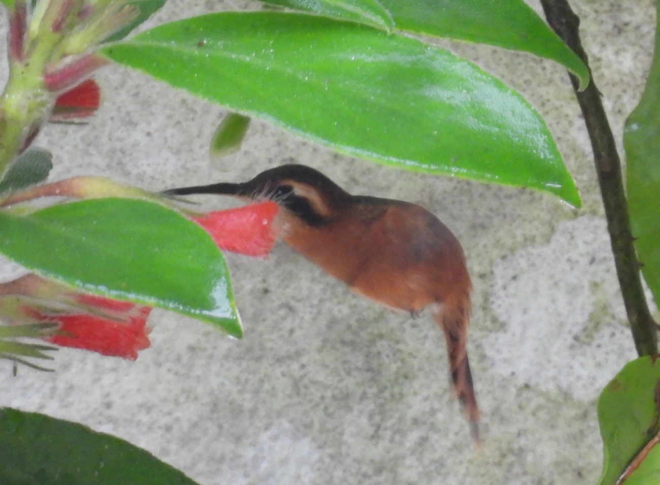 Rabo-branco-rubro (Phaethornis ruber), aves, fotografado em Maresias, São Sebastião