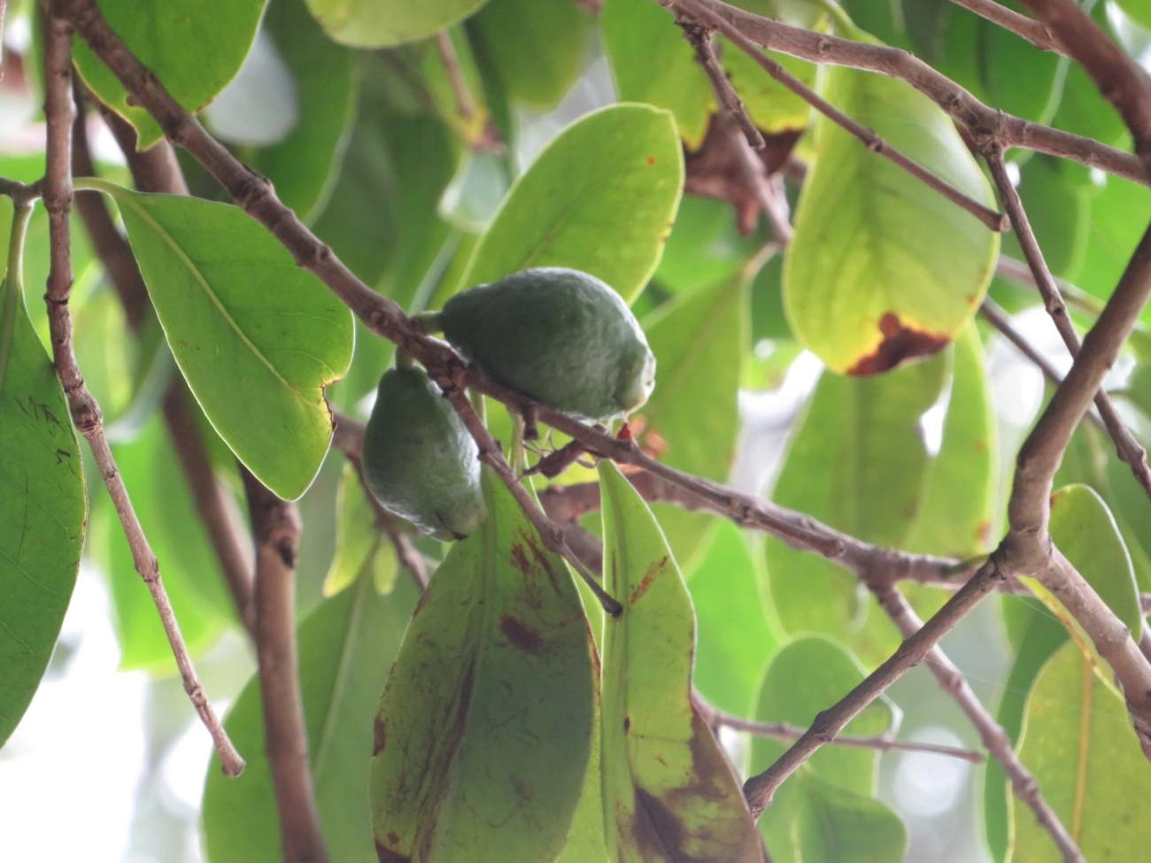 Goiabas (Psidium), plantas, fotografado em Maresias, São Sebastião