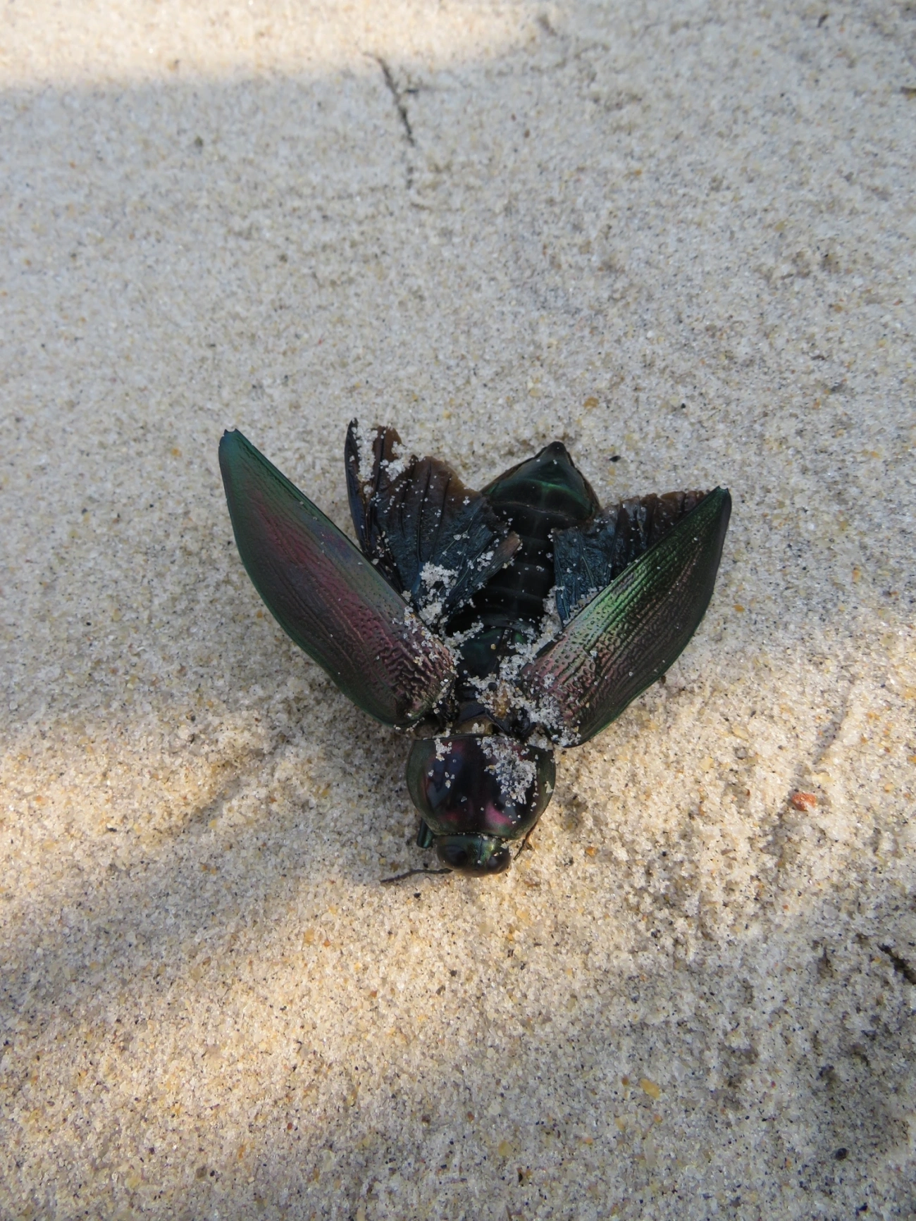 Besouro-jóia-gigante (Euchroma giganteum), insetos, fotografado em Maresias, São Sebastião
