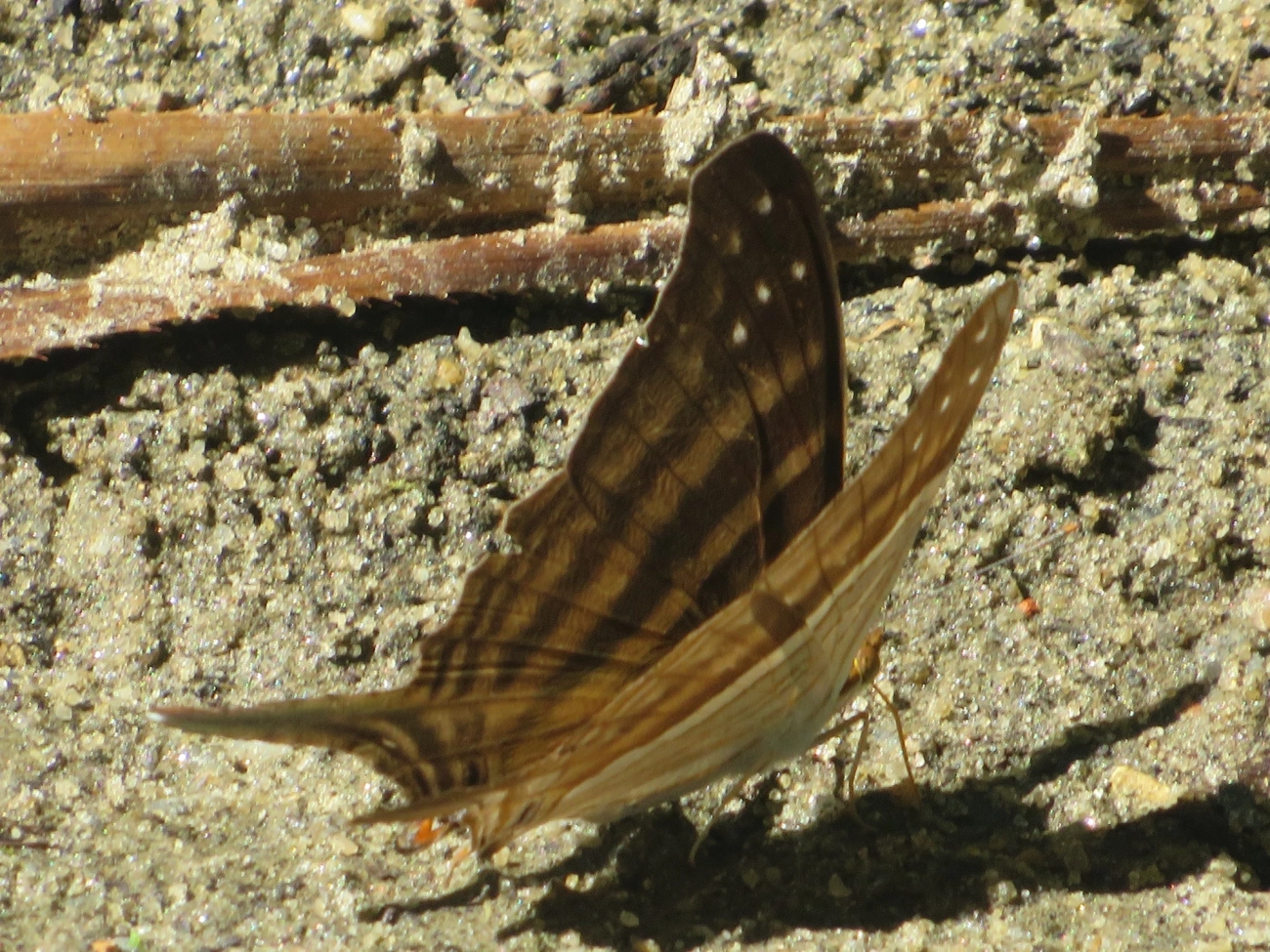 Punhal-de-muitas-faixas (Marpesia chiron), insetos, fotografado em Maresias, São Sebastião