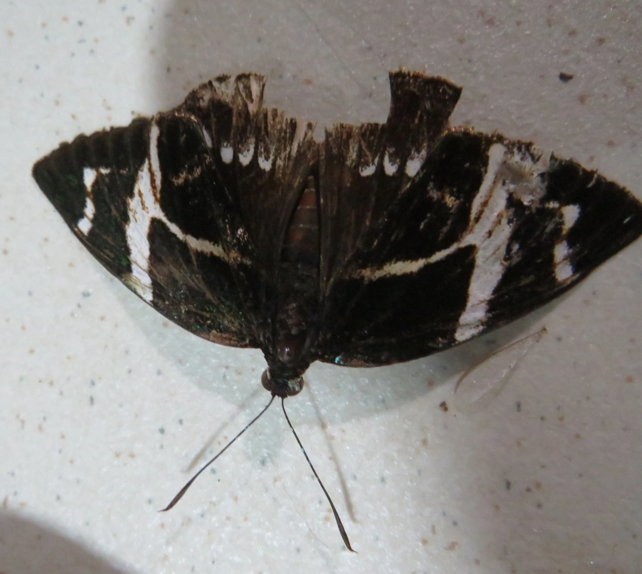 Mariposa-castnídea (Geyeria decussata), insetos, fotografado em Maresias, São Sebastião