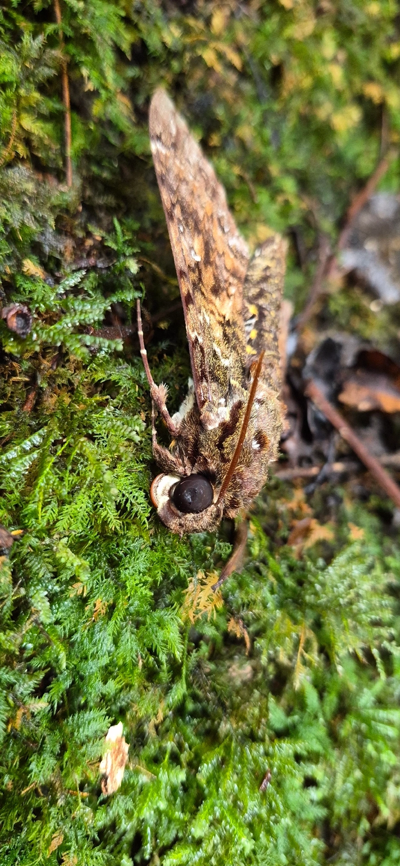 Esfinge-de-Duponchel (Cocytius duponchel), insetos, fotografado em Camburí, São Sebastião