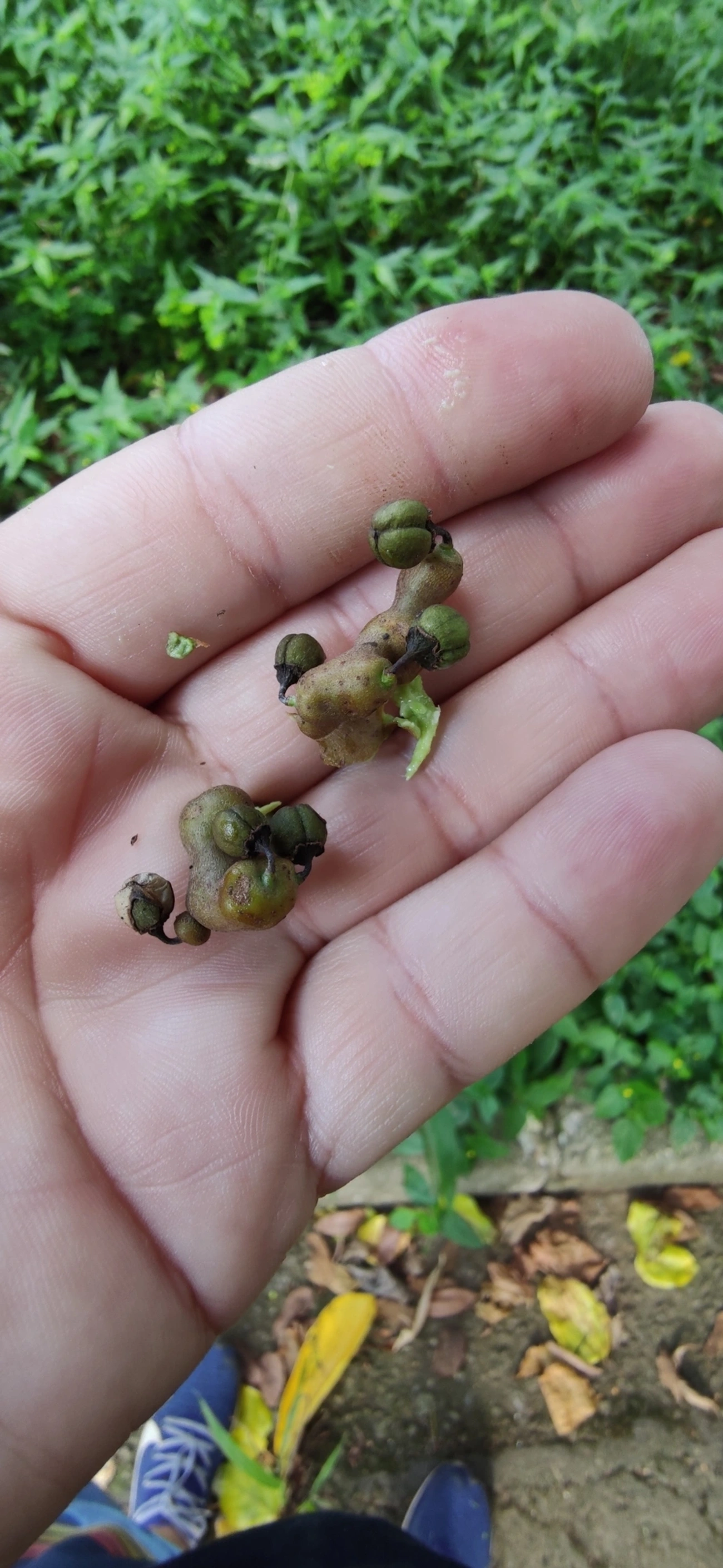 Uva-do-Japão (Hovenia dulcis), plantas, fotografado em Vila Santo Estevão, São Paulo