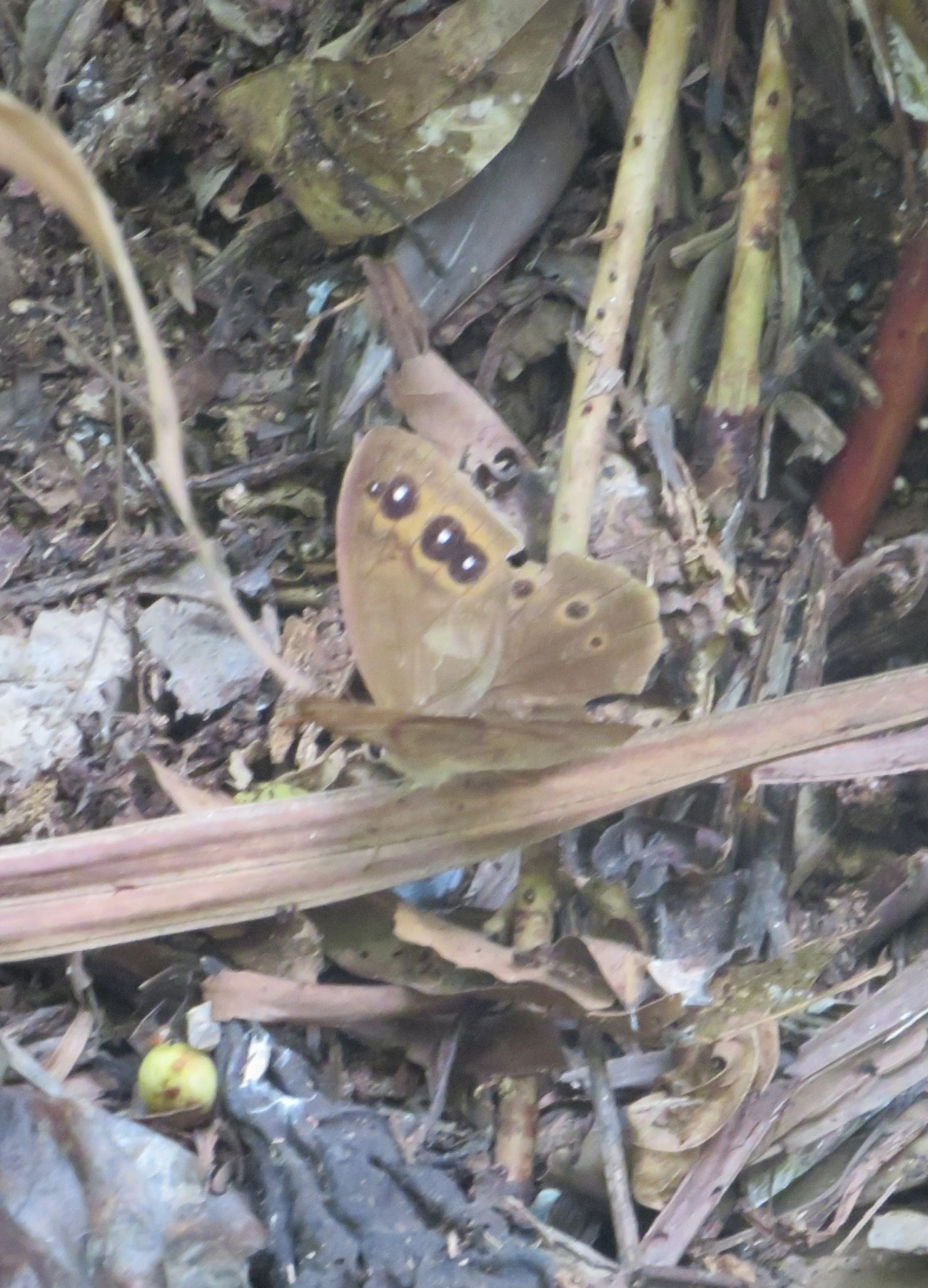 Antirrhea archaea, insetos, fotografado em Maresias, São Sebastião