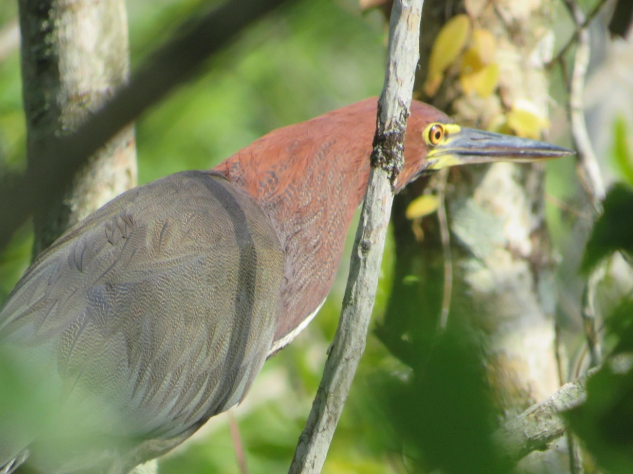 Socó-boi (Tigrisoma lineatum), aves, fotografado em Maresias, São Sebastião