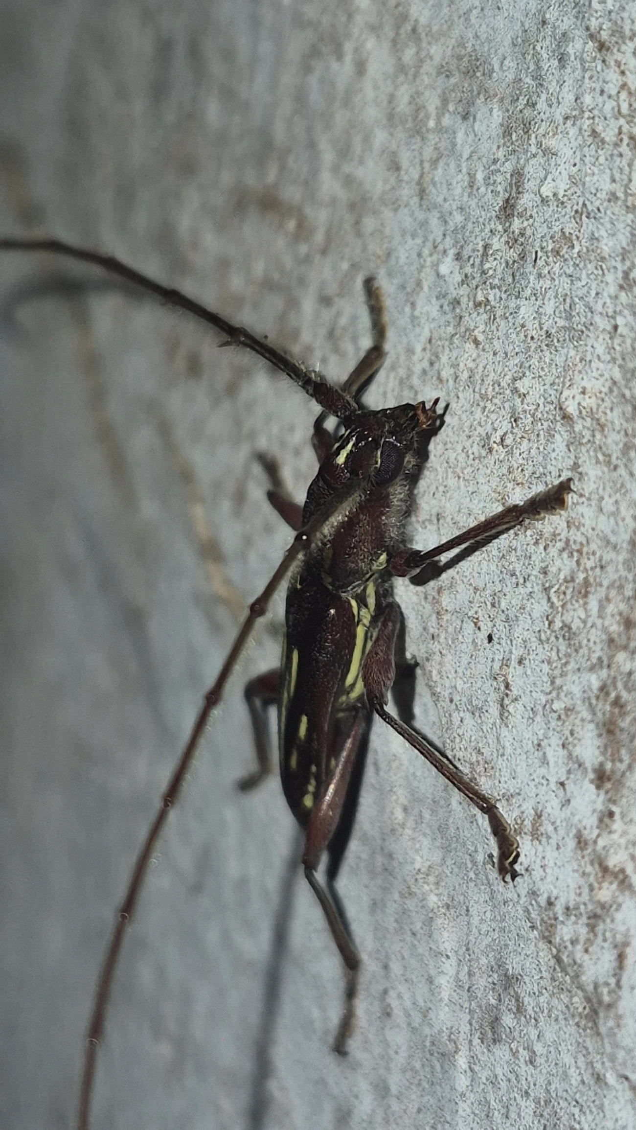 Ambonus distinctus, insetos, fotografado em Maresias, São Sebastião