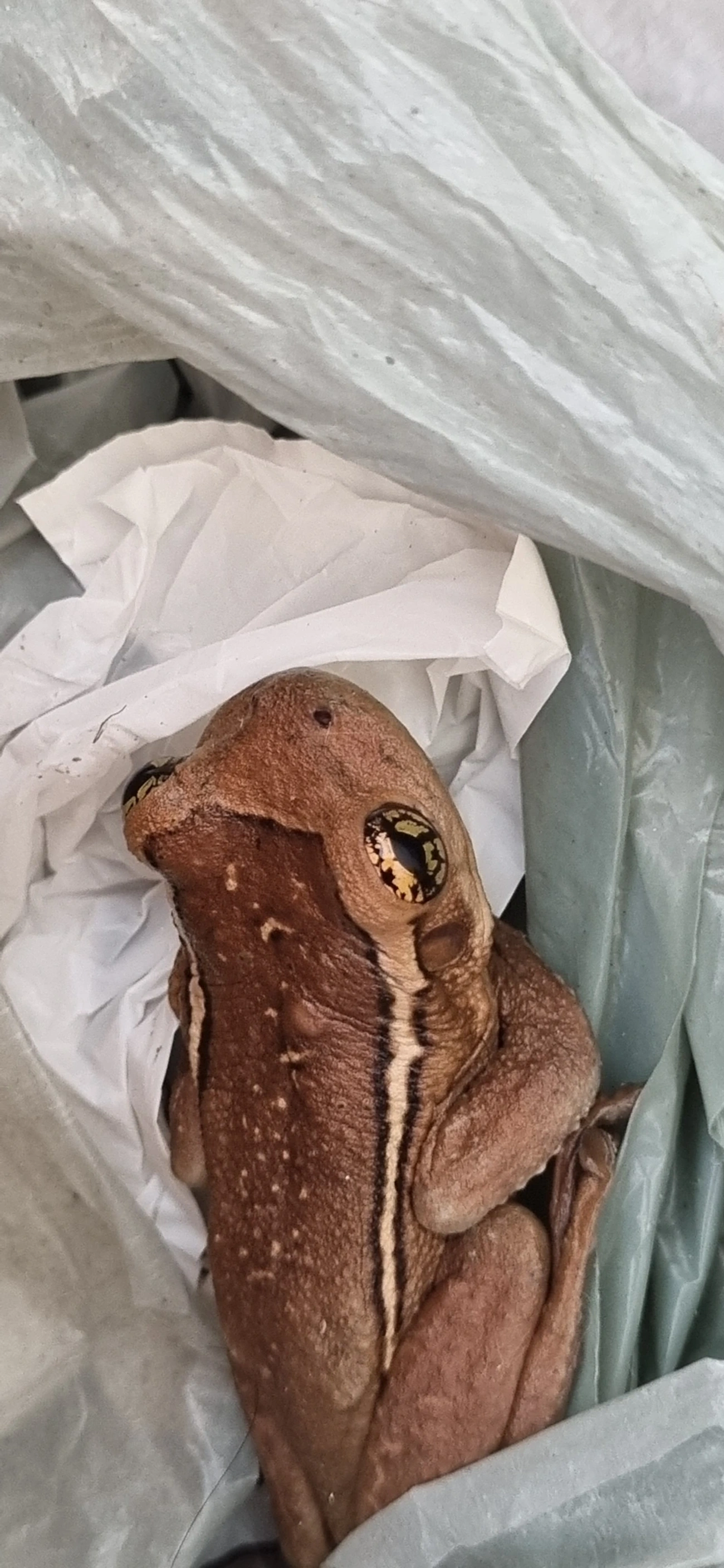 Perereca-grudenta (Trachycephalus mesophaeus), anfíbios, fotografado em Maresias, São Sebastião