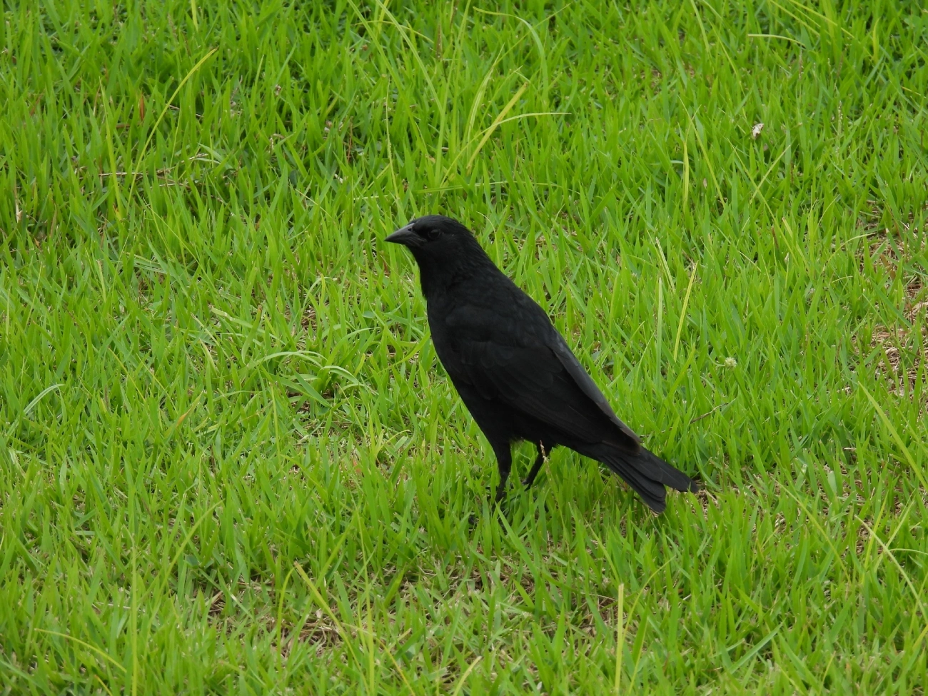 Pássaro-preto (Gnorimopsar chopi), aves, fotografado em Indaiá, Caraguatatuba