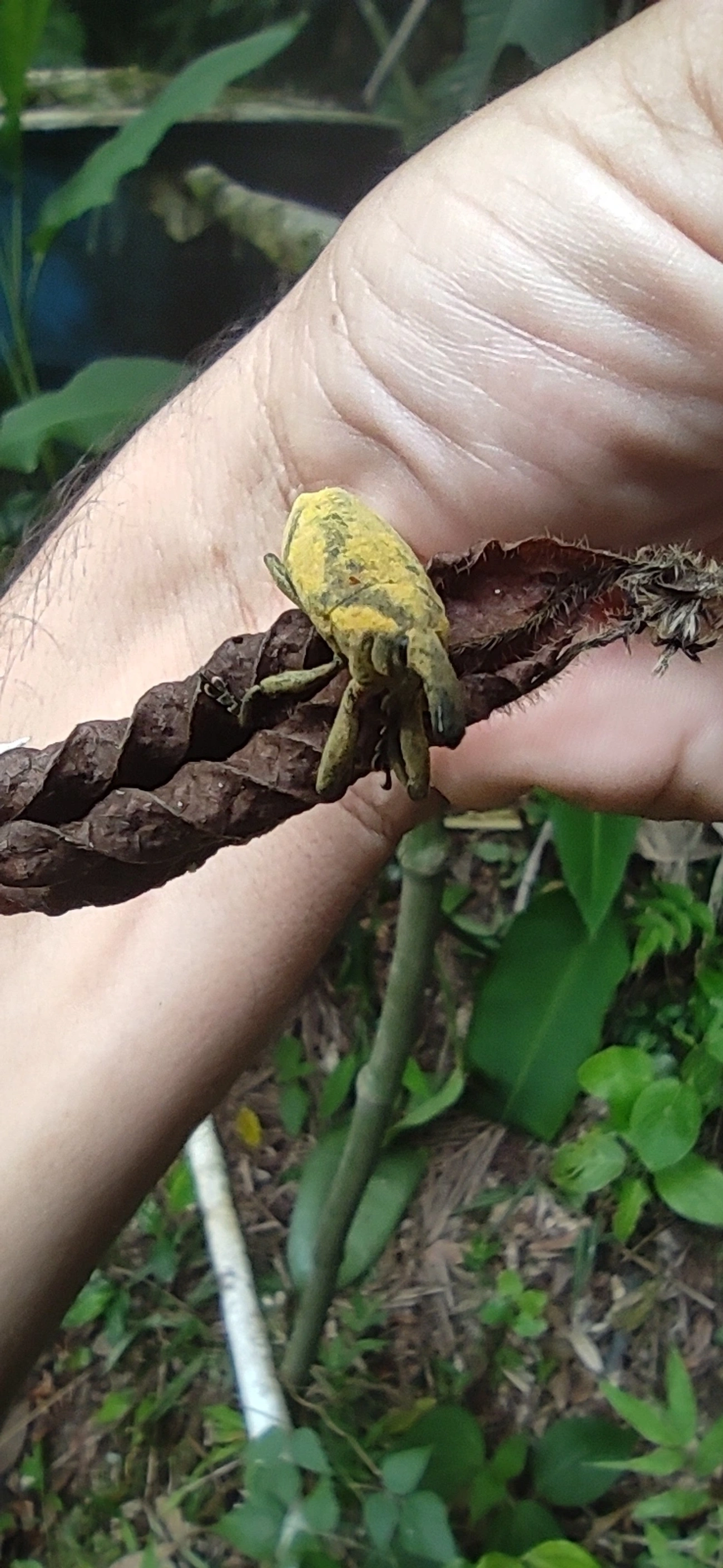 Lixus, insetos, fotografado em Maresias, São Sebastião